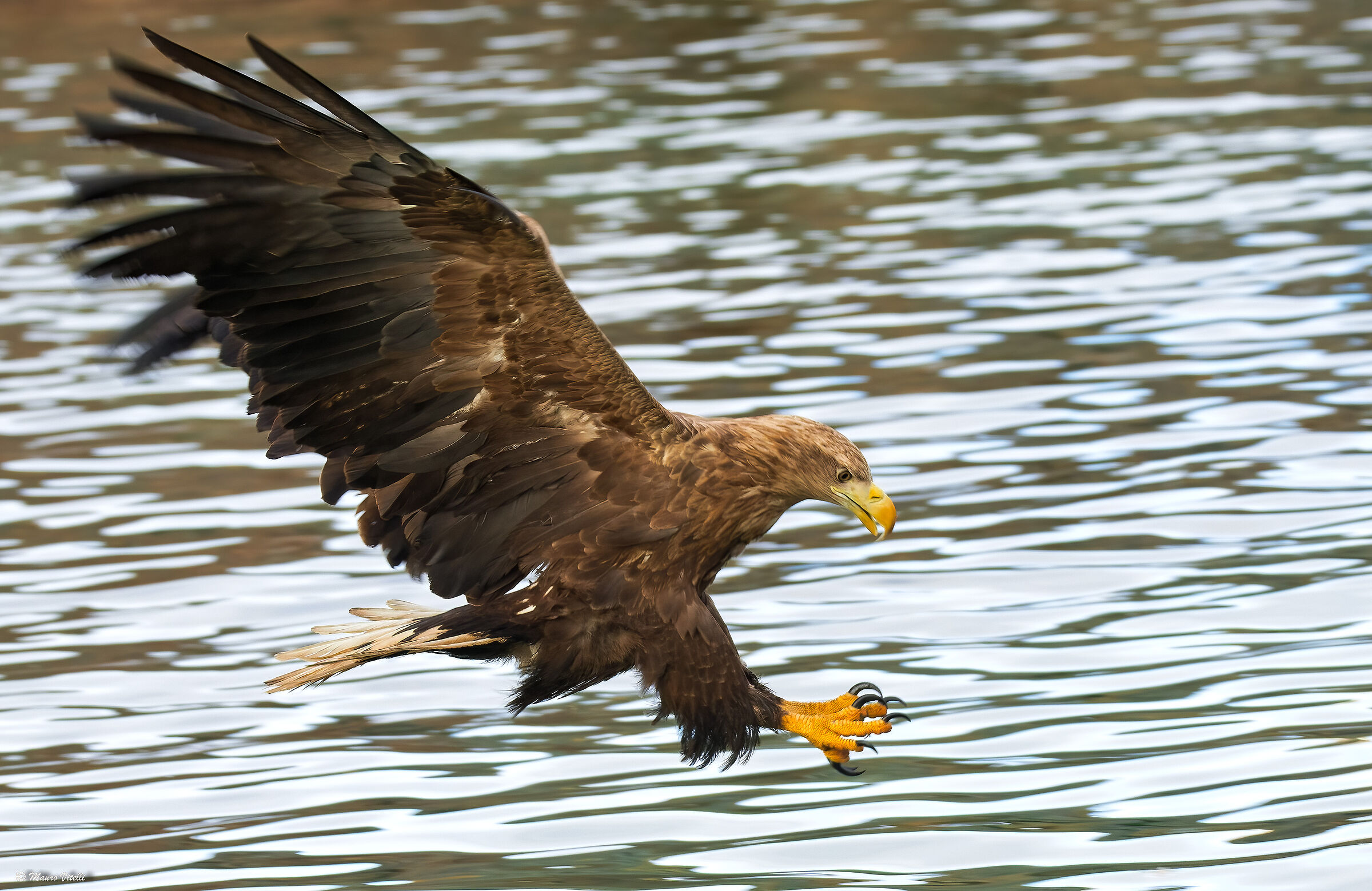 Sea eagle (Haliaeetus albicilla)