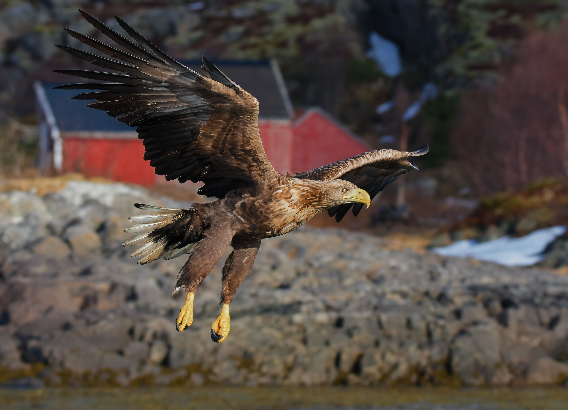 Sea eagle (Haliaeetus albicilla)