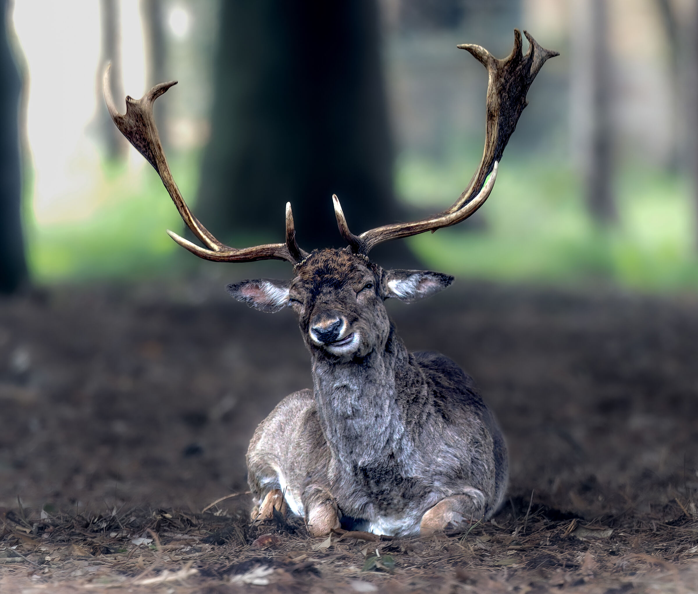 Fallow deer