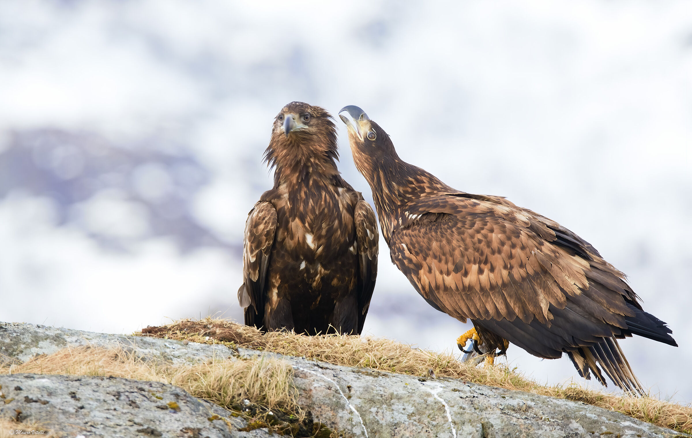 Sea eagle (Haliaeetus albicilla)