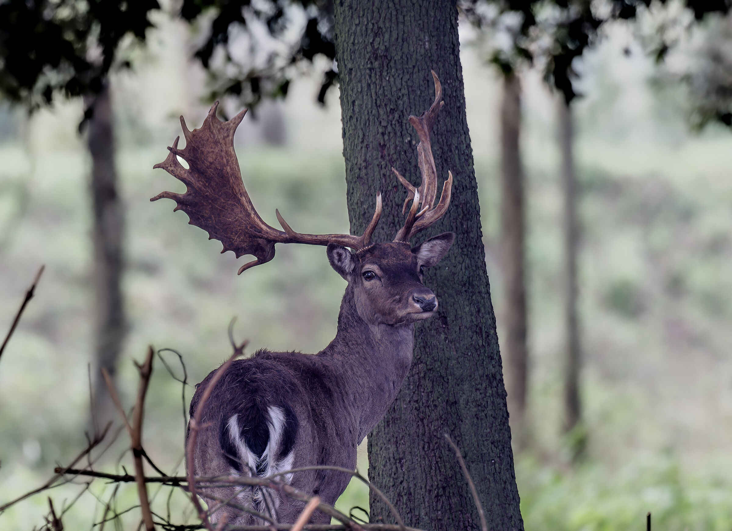 Fallow deer