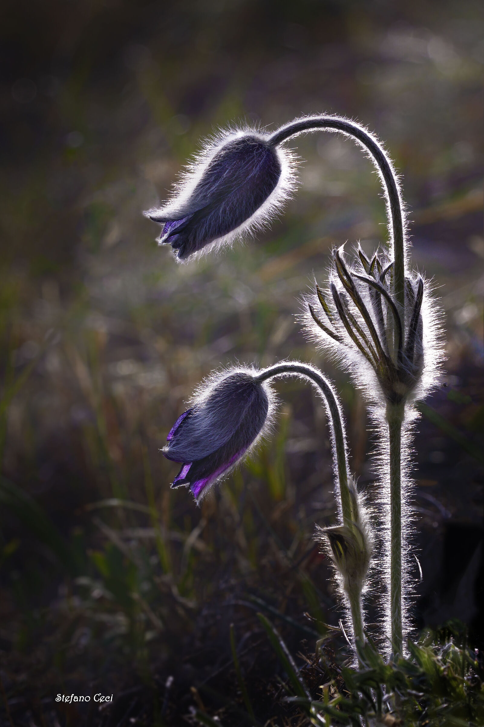 Pulsatilla montana