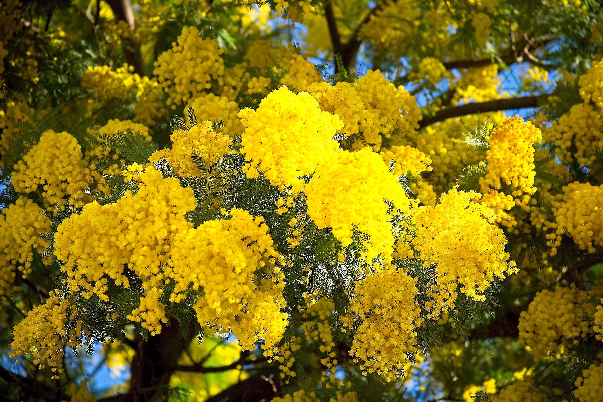 Mimosas