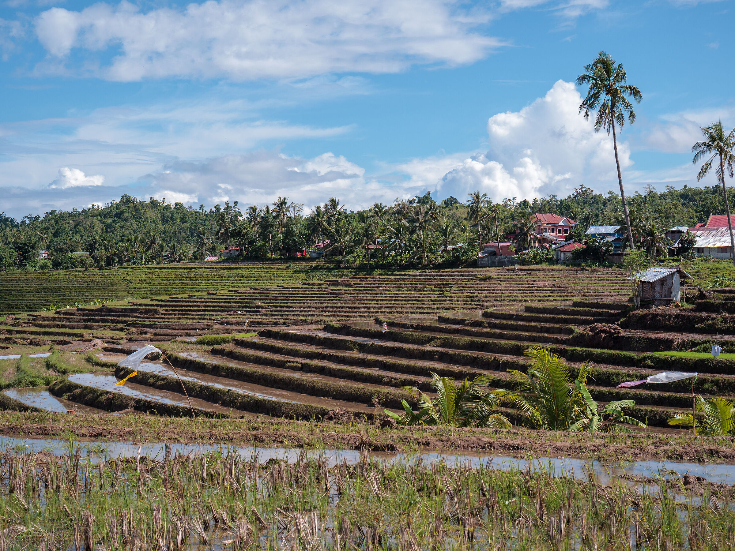 Filippine terrazzamenti 1