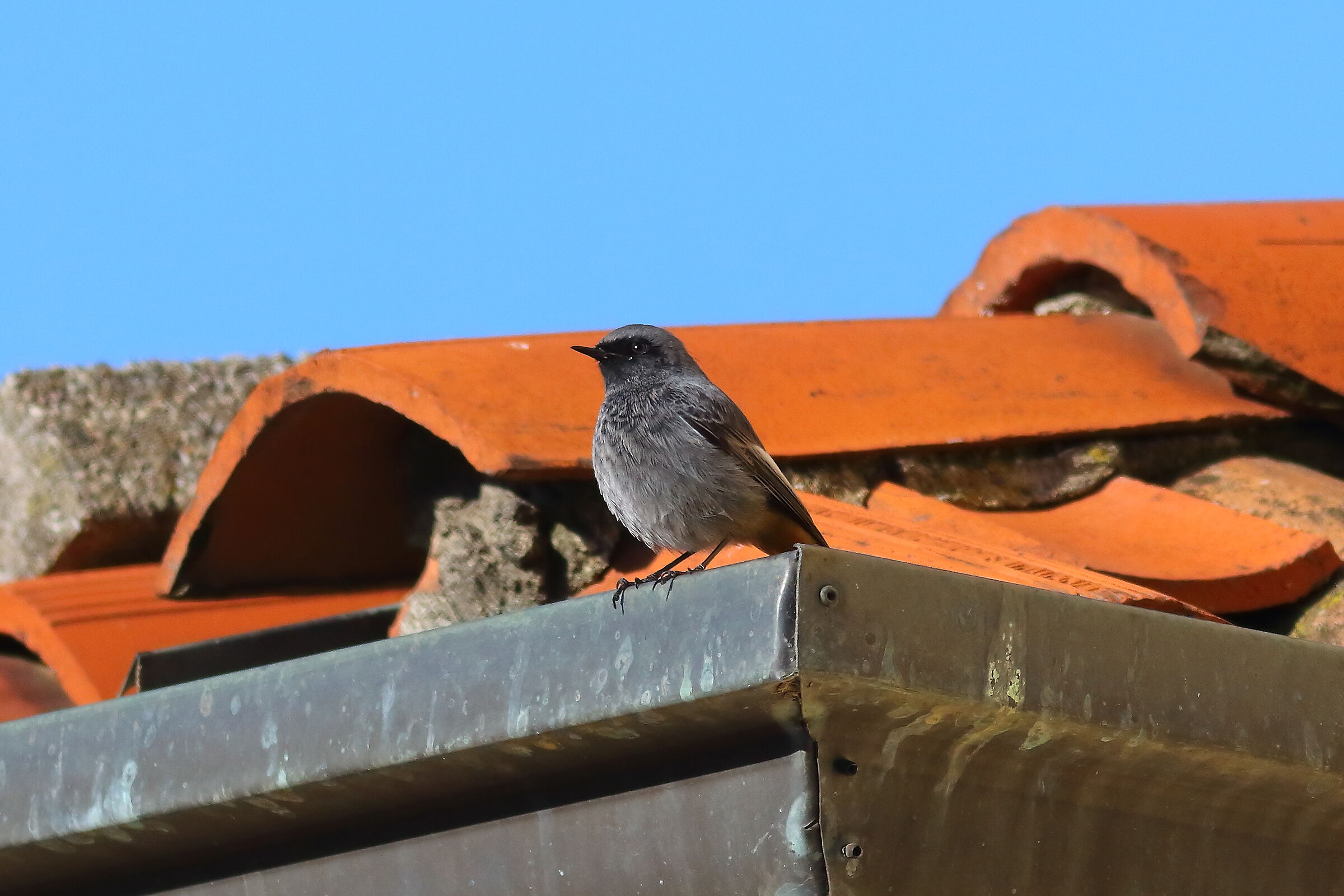 Redstart M 15 January 2024 - 6074