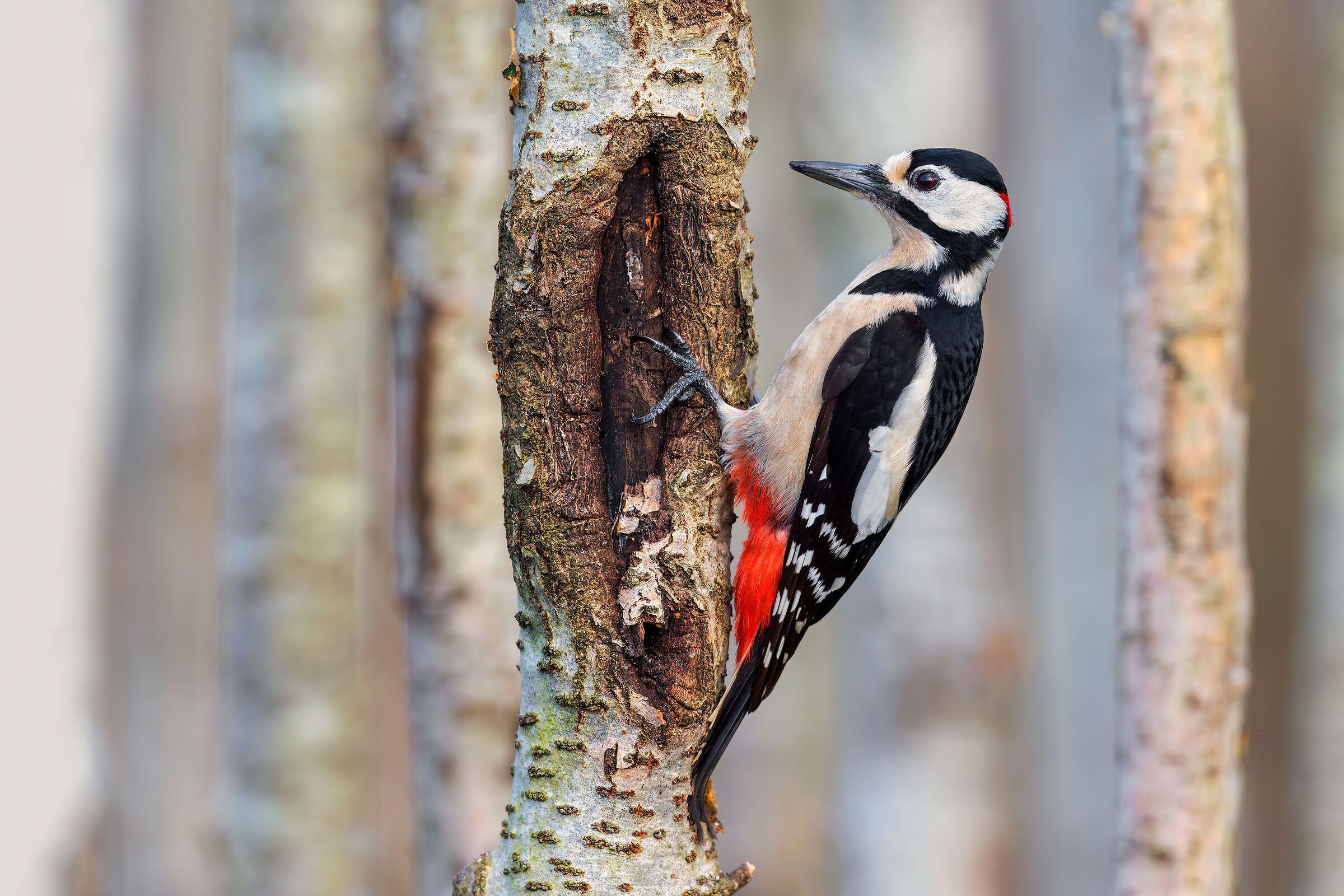 Great Spotted Woodpecker
