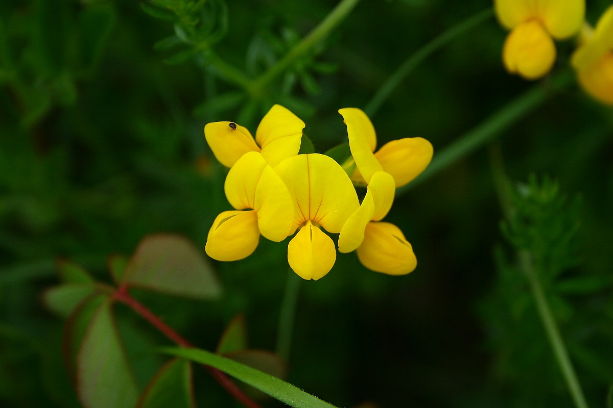 Flowers of Coda donkey