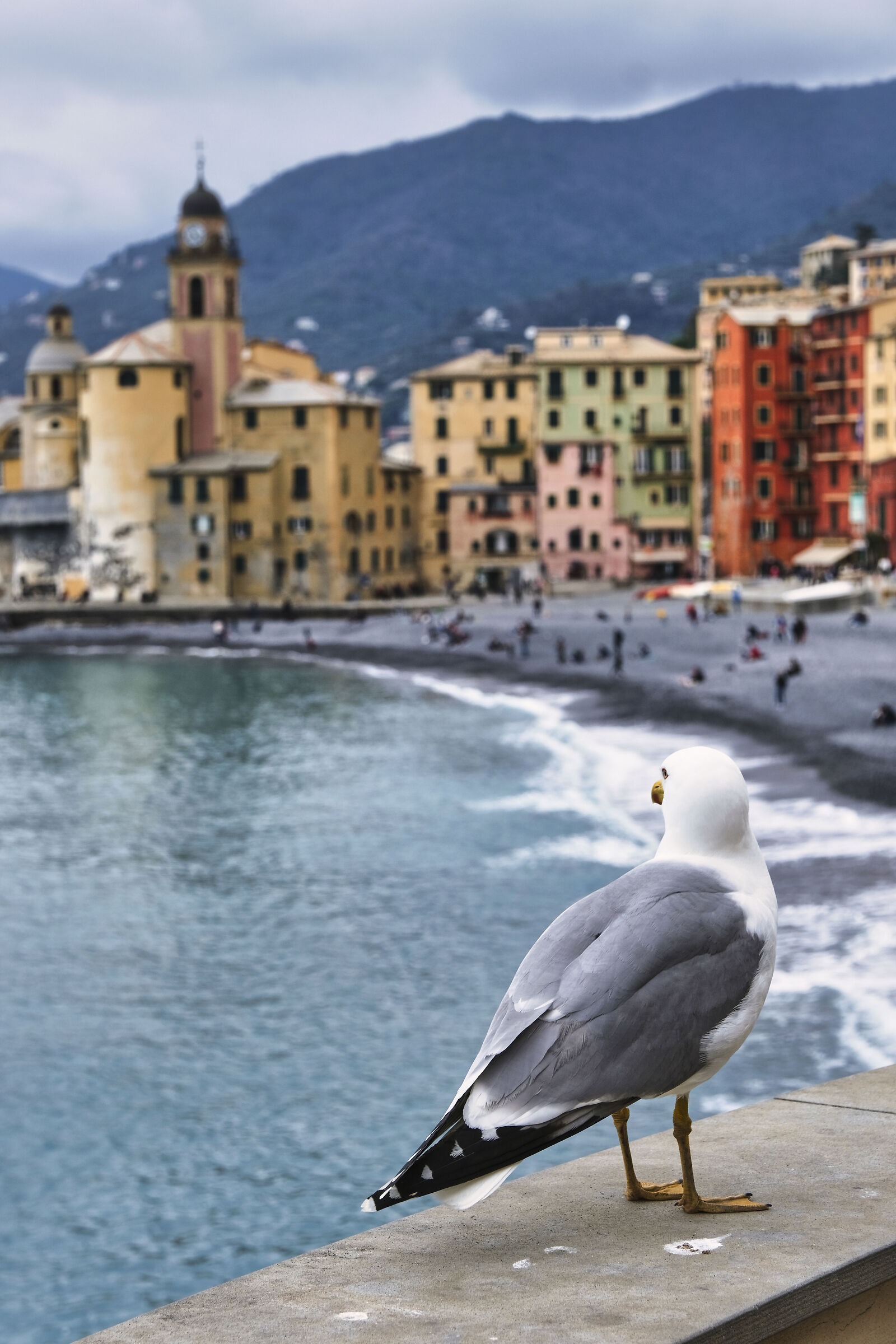 Camogli 2024
