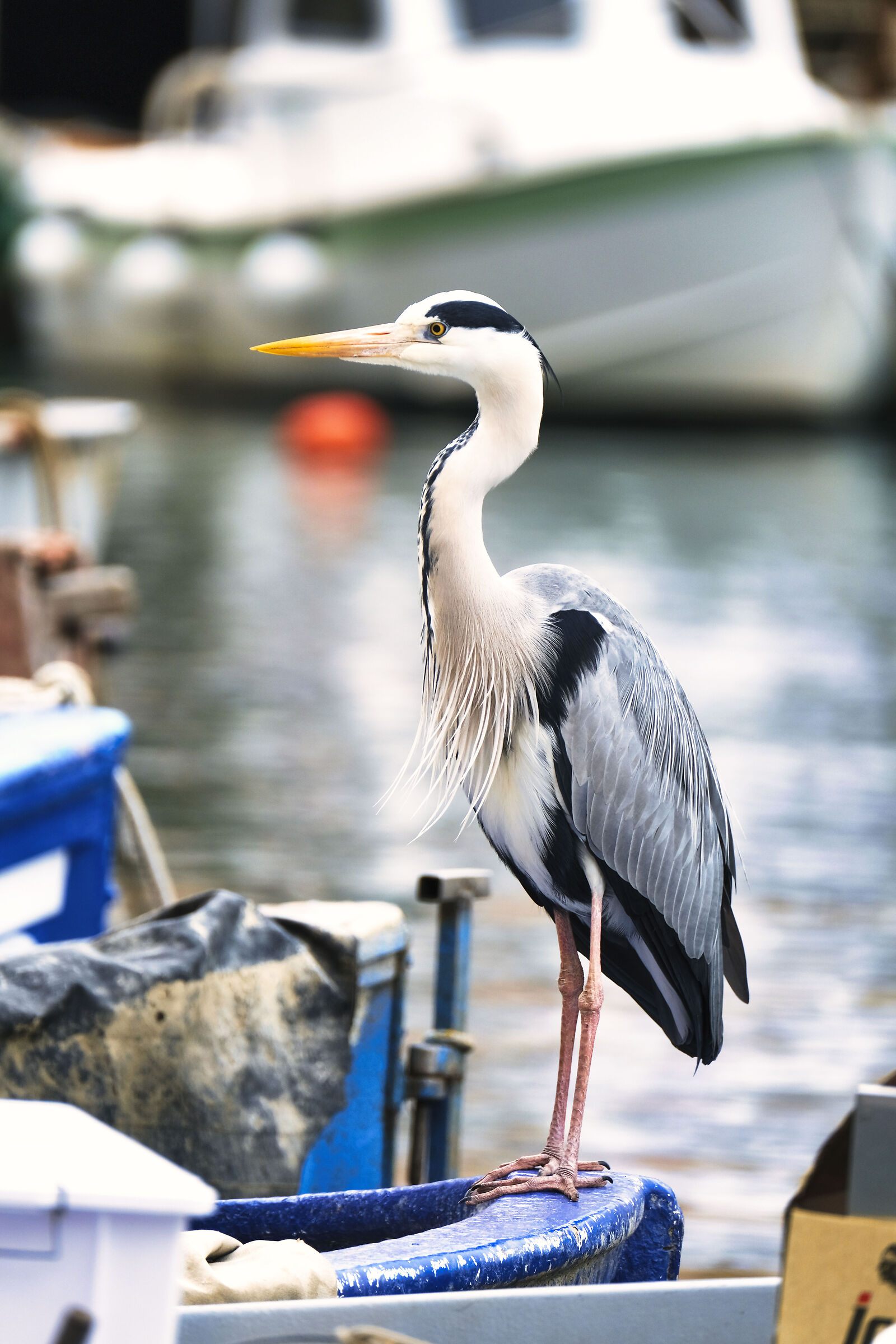 Birds in Camogli