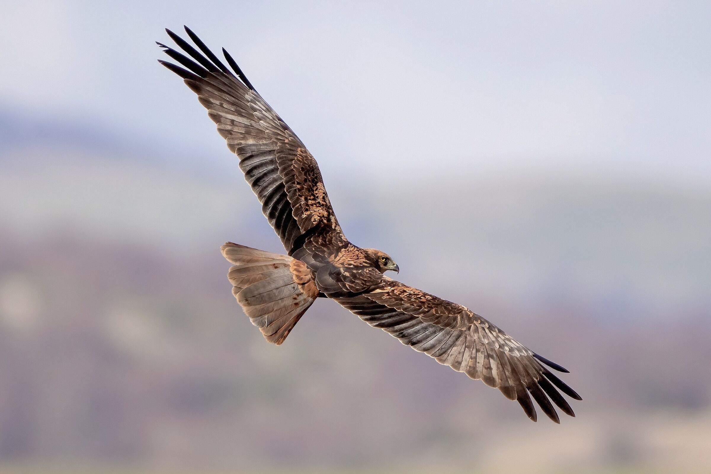 Falco di palude (Circus aeruginosus)
