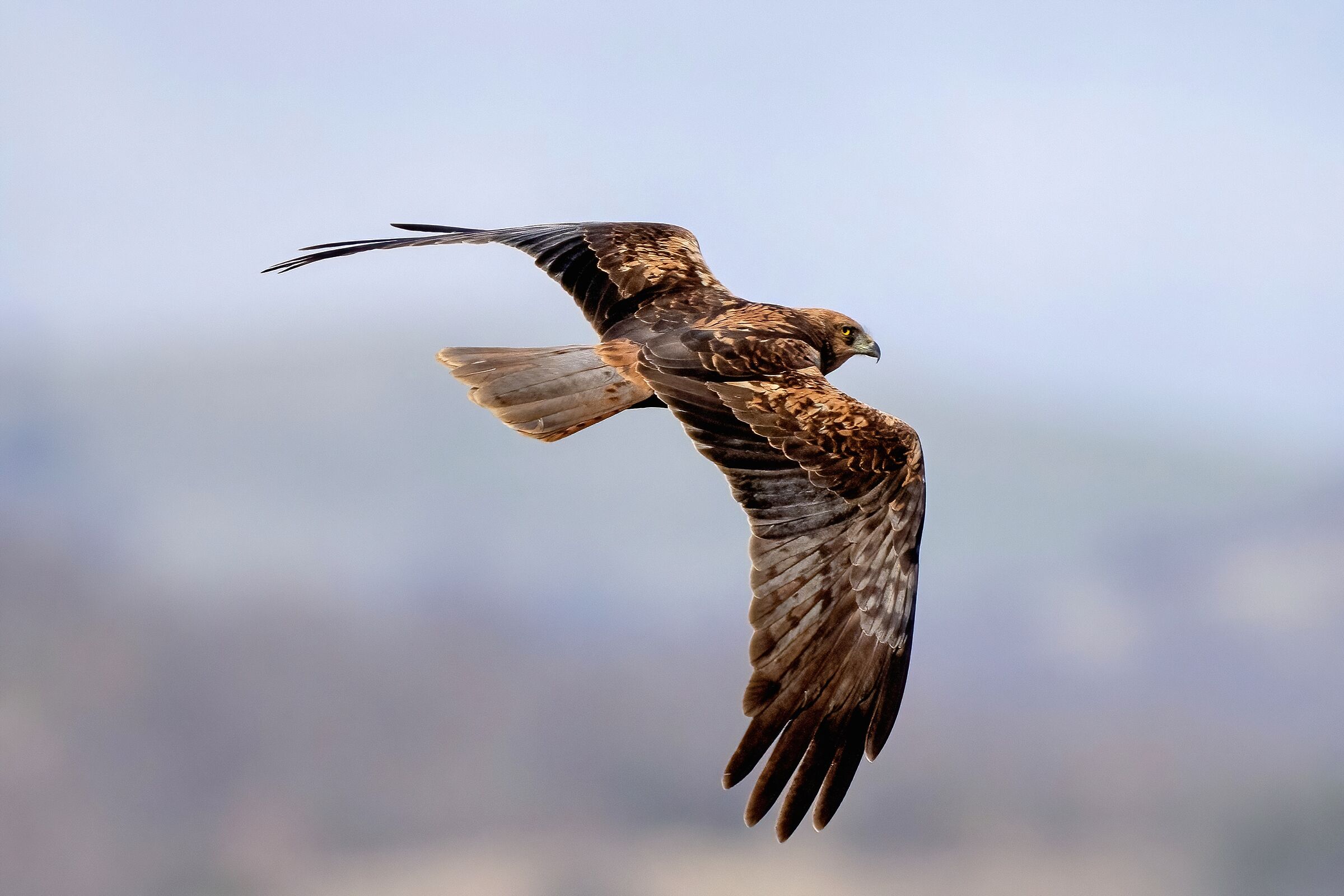 Falco di palude (Circus aeruginosus)