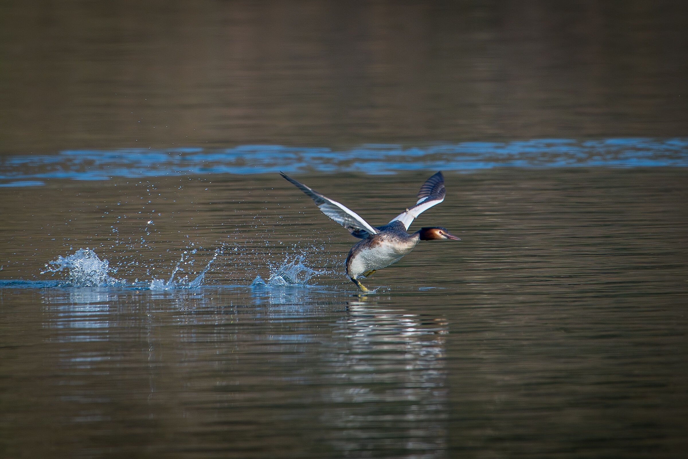 Running Grebe