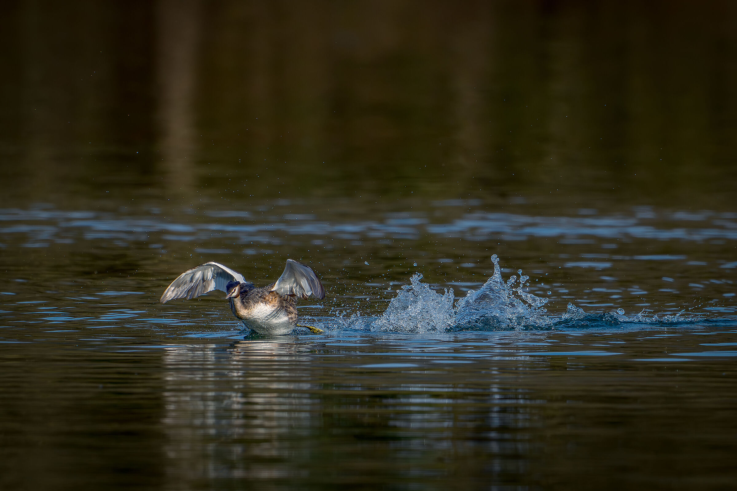 Running Grebe
