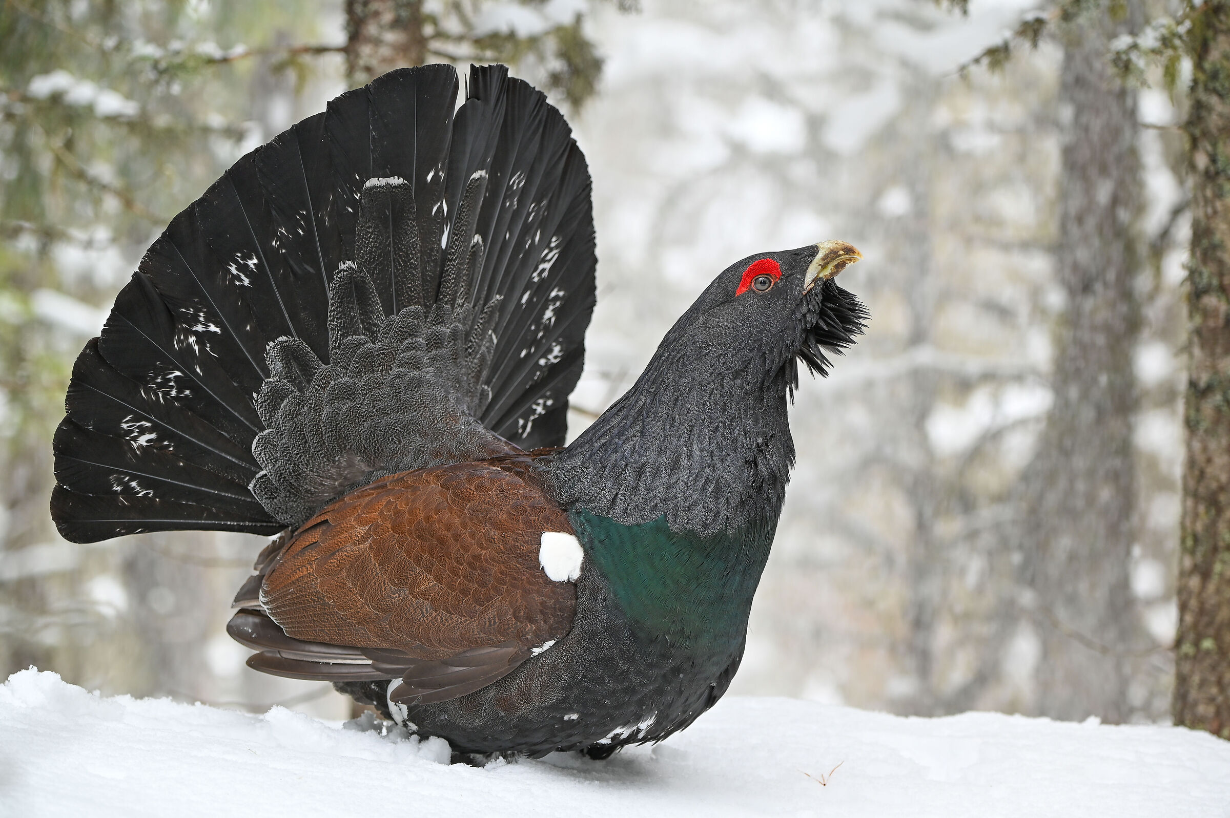 Gallo cedrone nelle Dolomiti