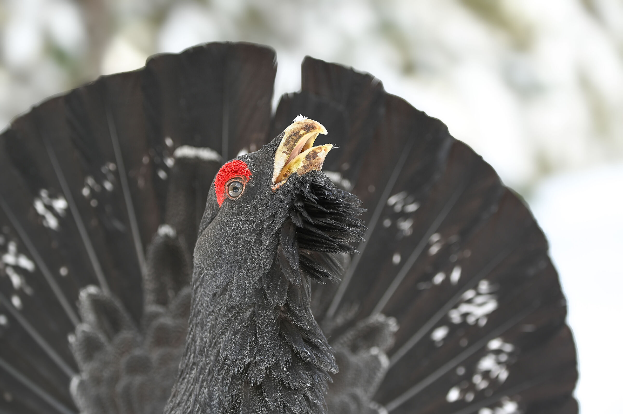 Gallo cedrone nelle Dolomiti