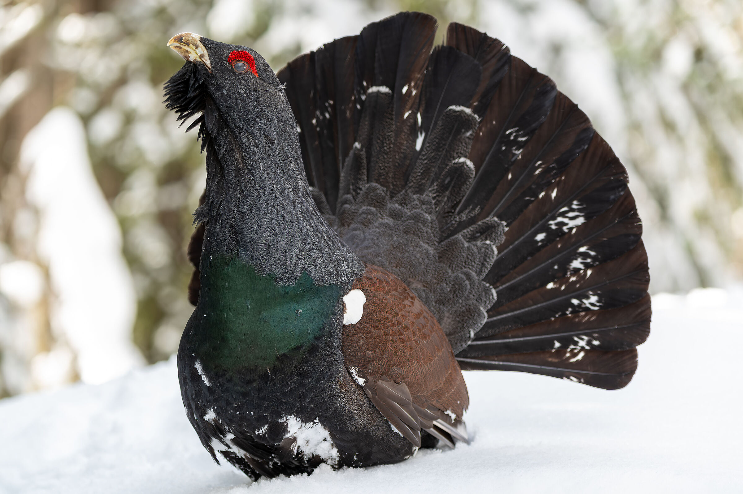 Gallo cedrone nelle Dolomiti