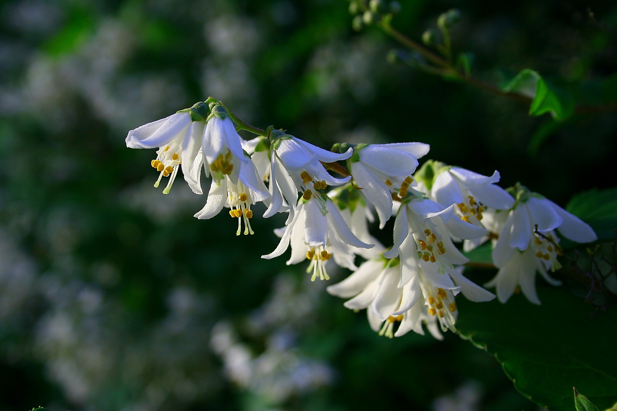 White flowers 2