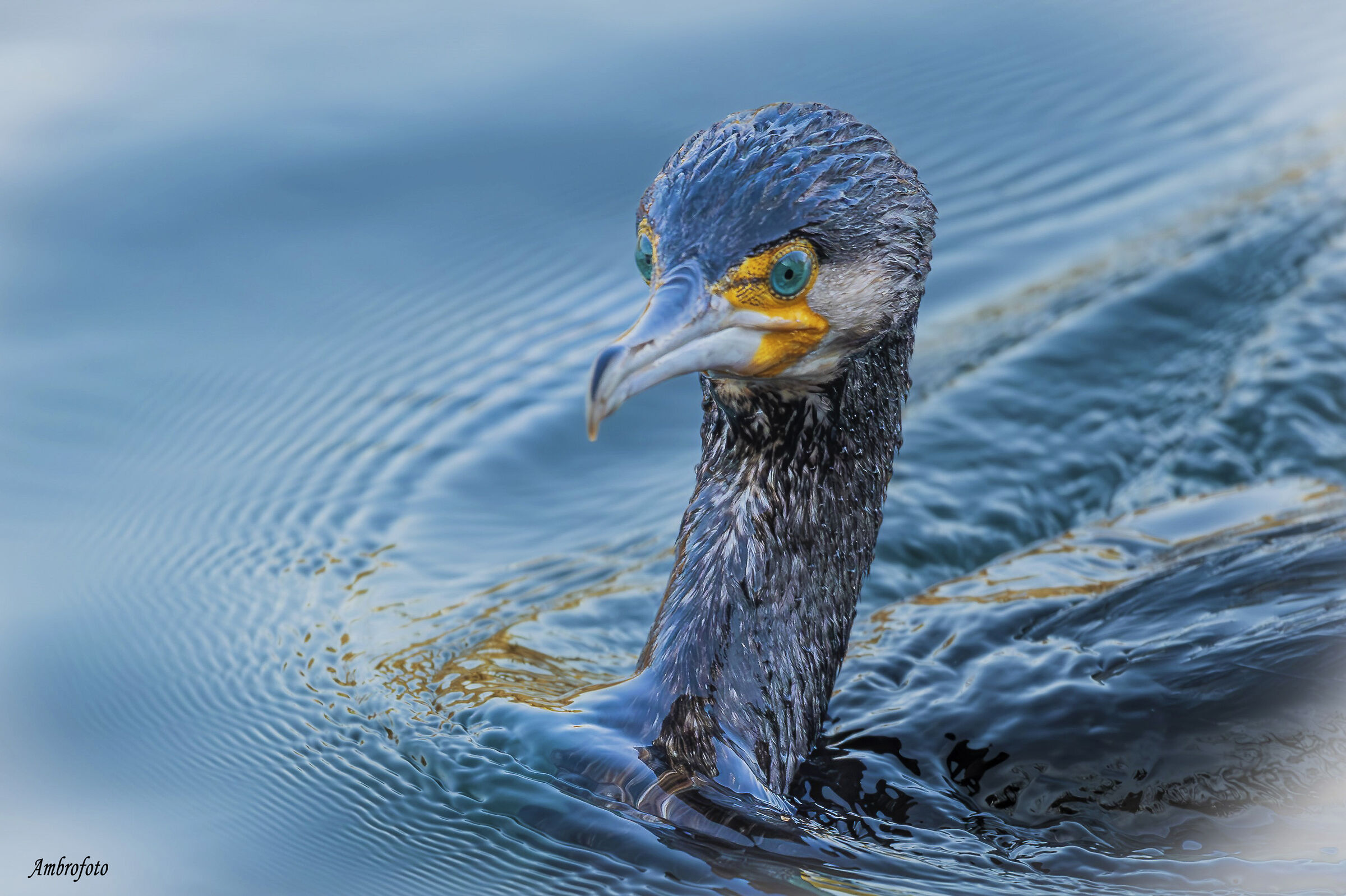 Beautifully combed (cormorant)
