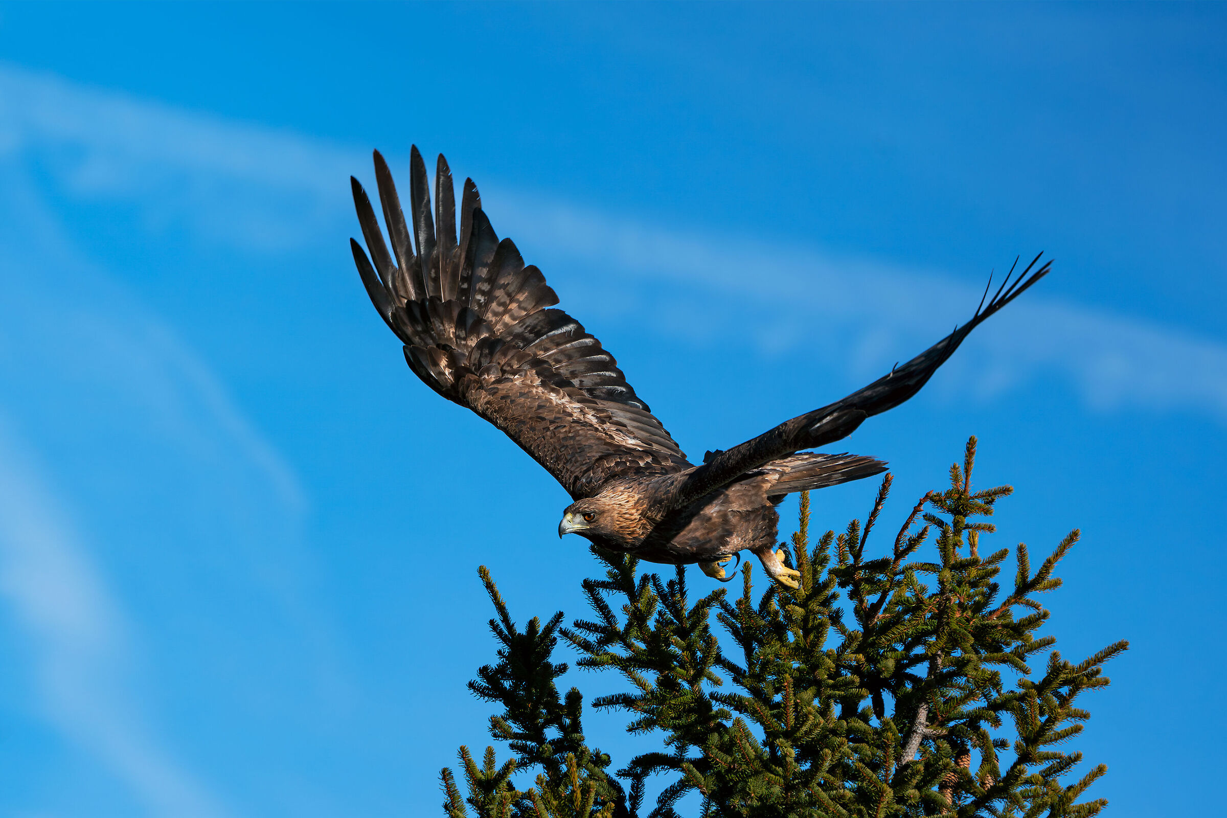 Golden eagle