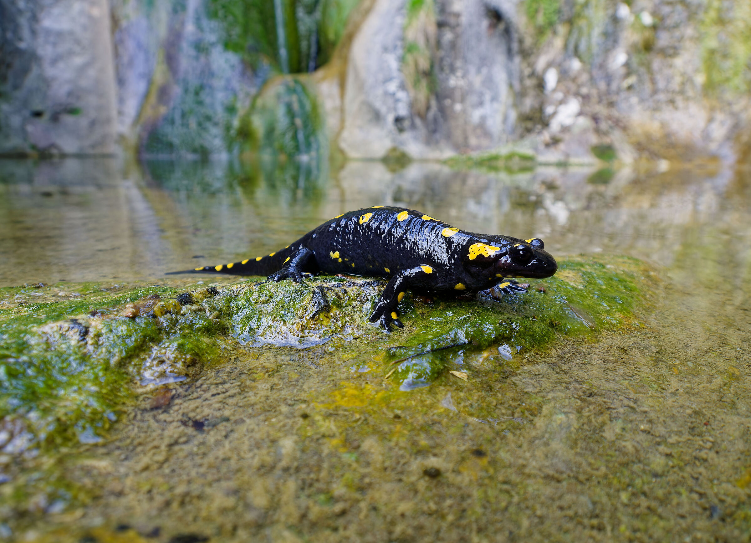 Salamandra