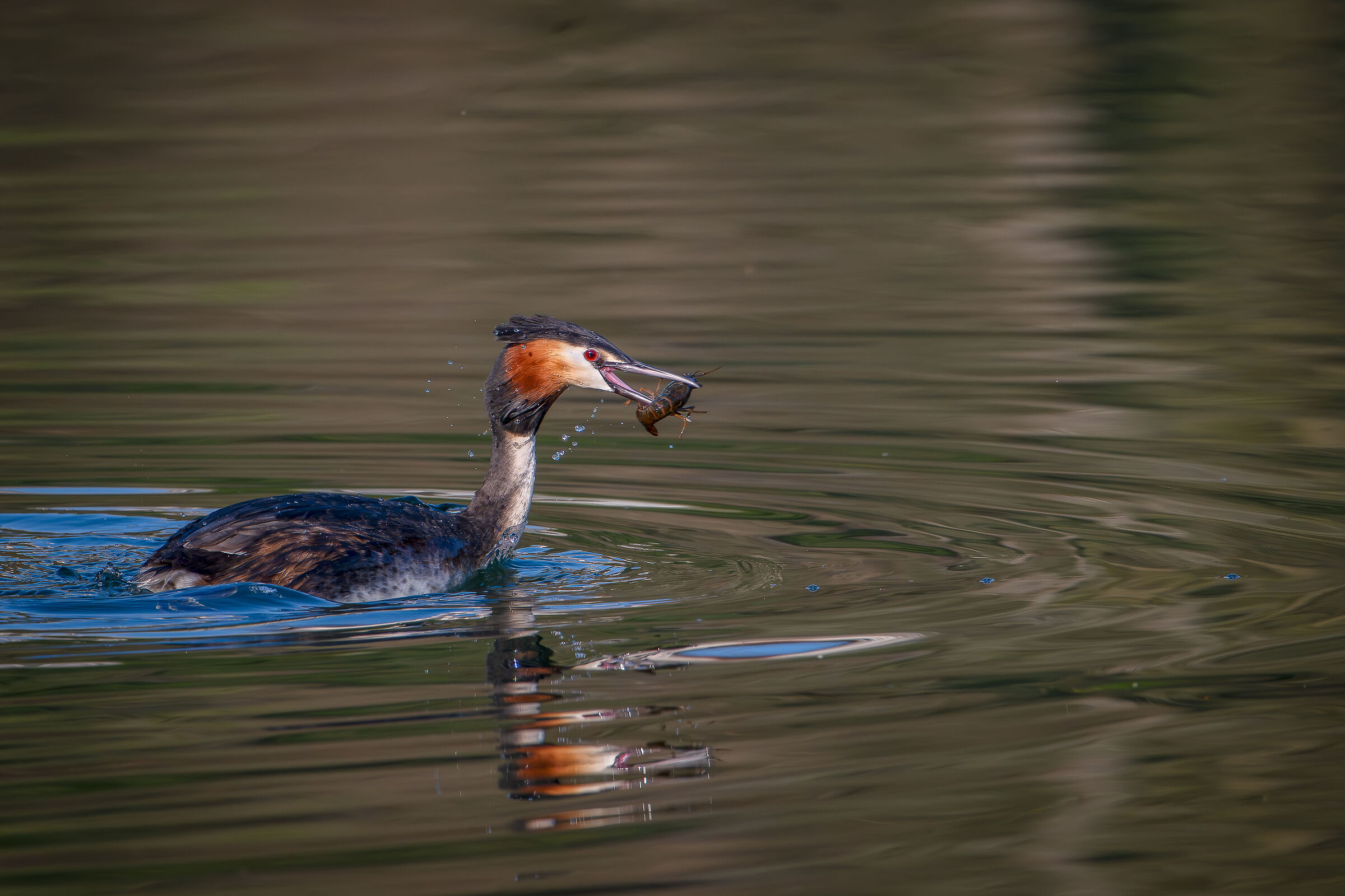 Grebe with prawn