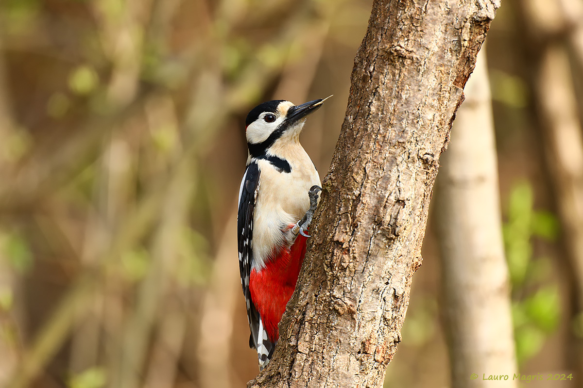 Lingua non biforcuta