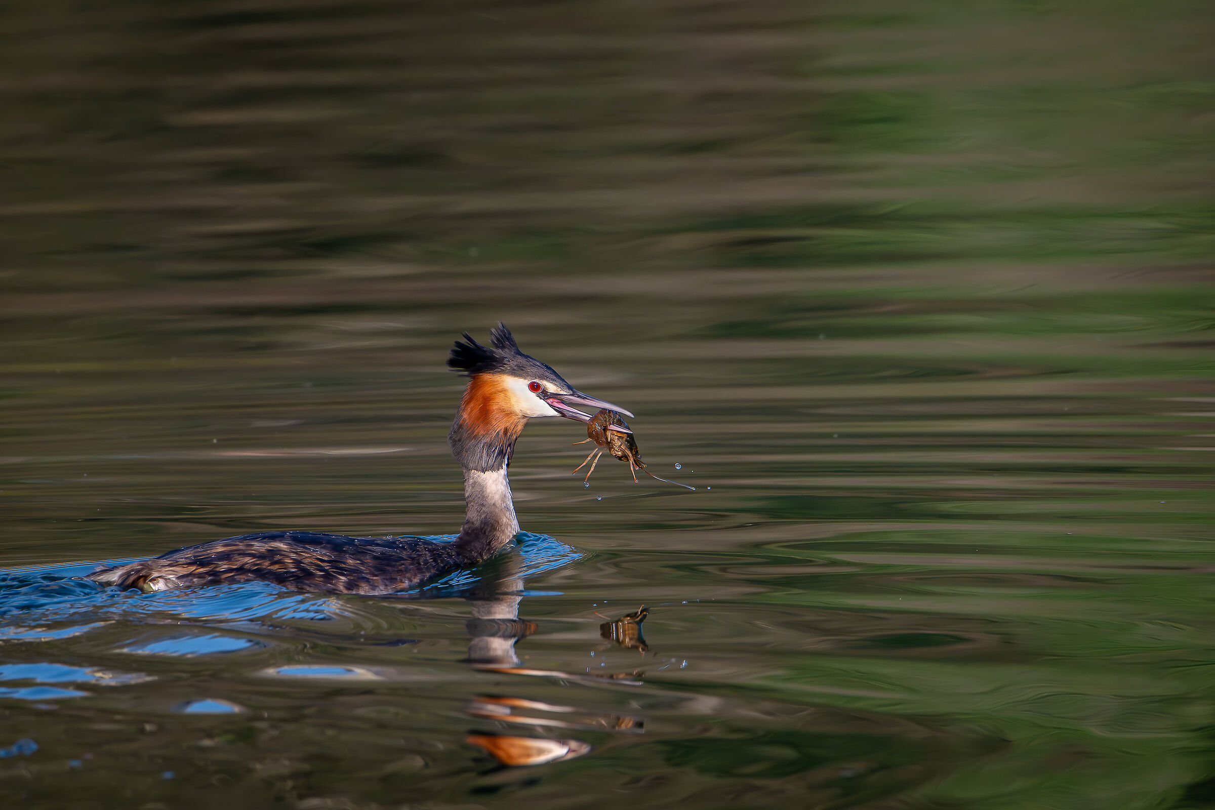 Grebe with prawn
