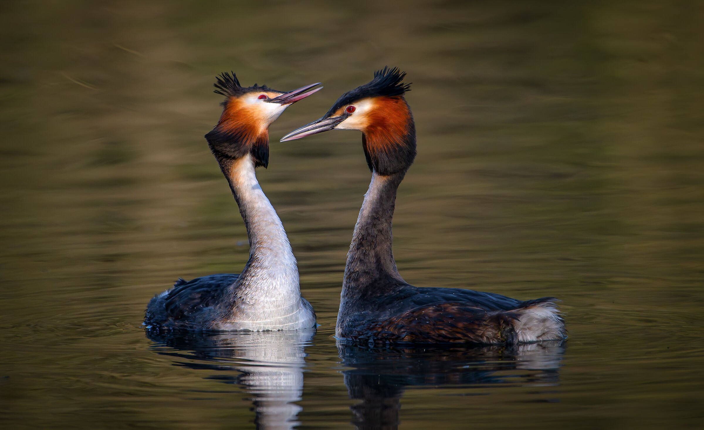 Couples are formed Grebes March 2024 Lombardy
