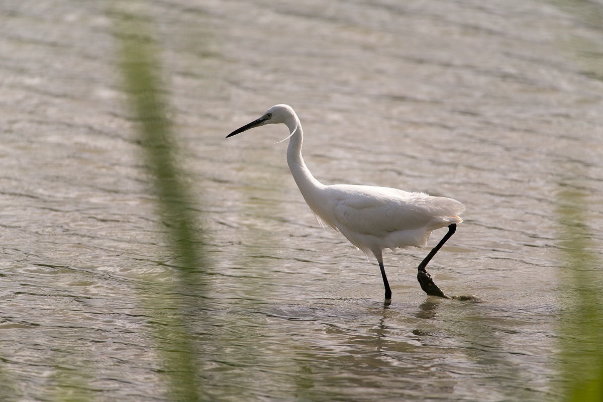 Garzetta a passeggio