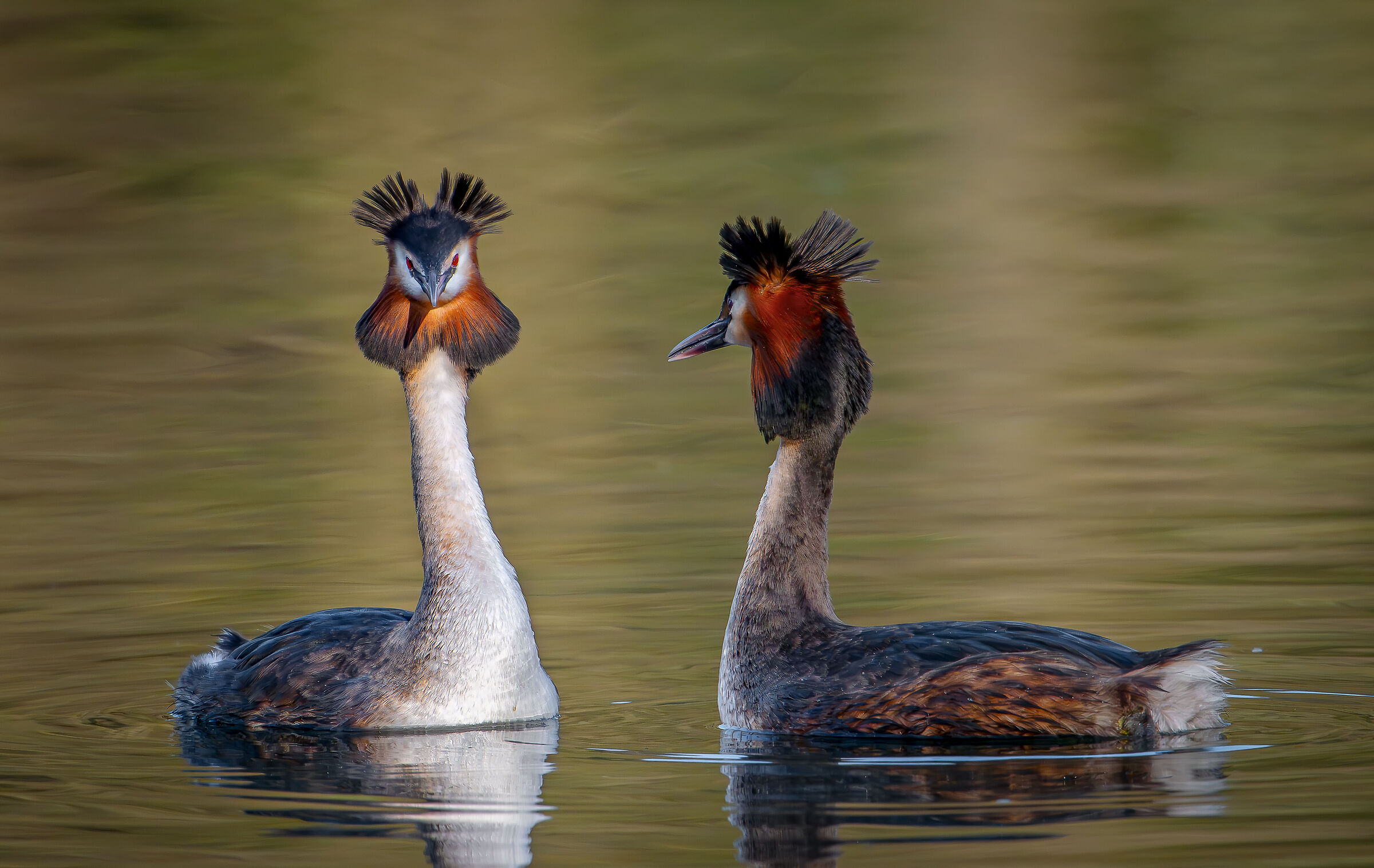 Grebes