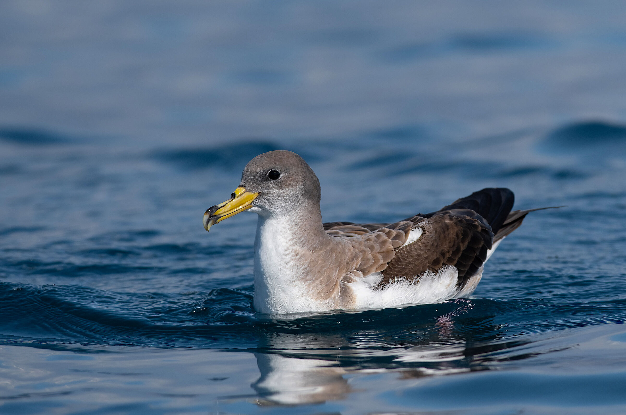 Cory's Shearwater