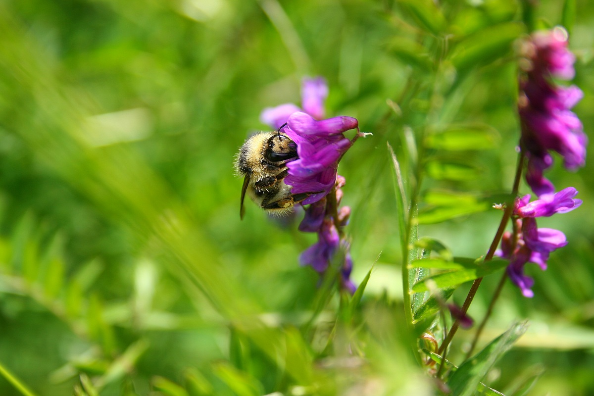 Bee on flower