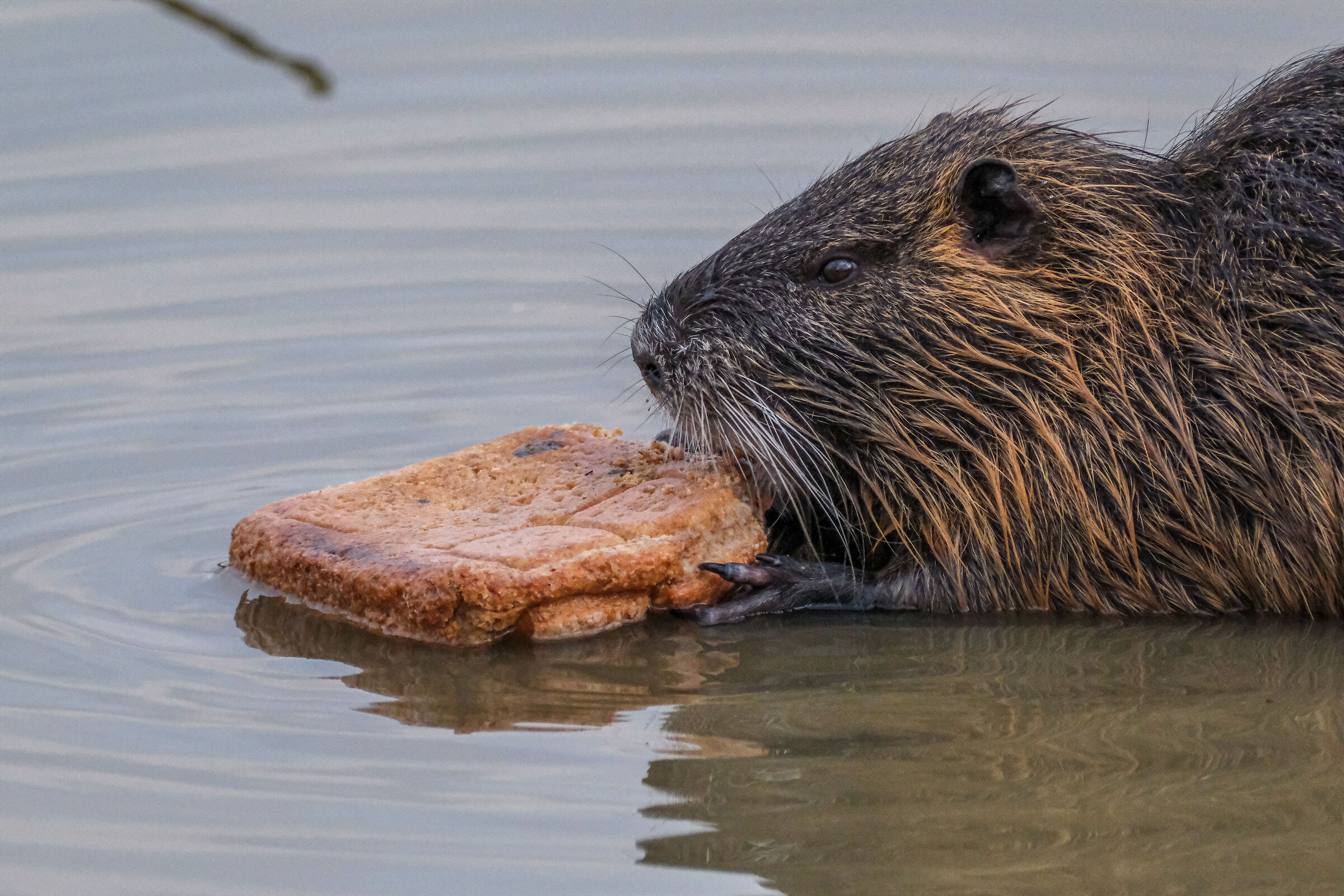 The old lady who feeds the nutria