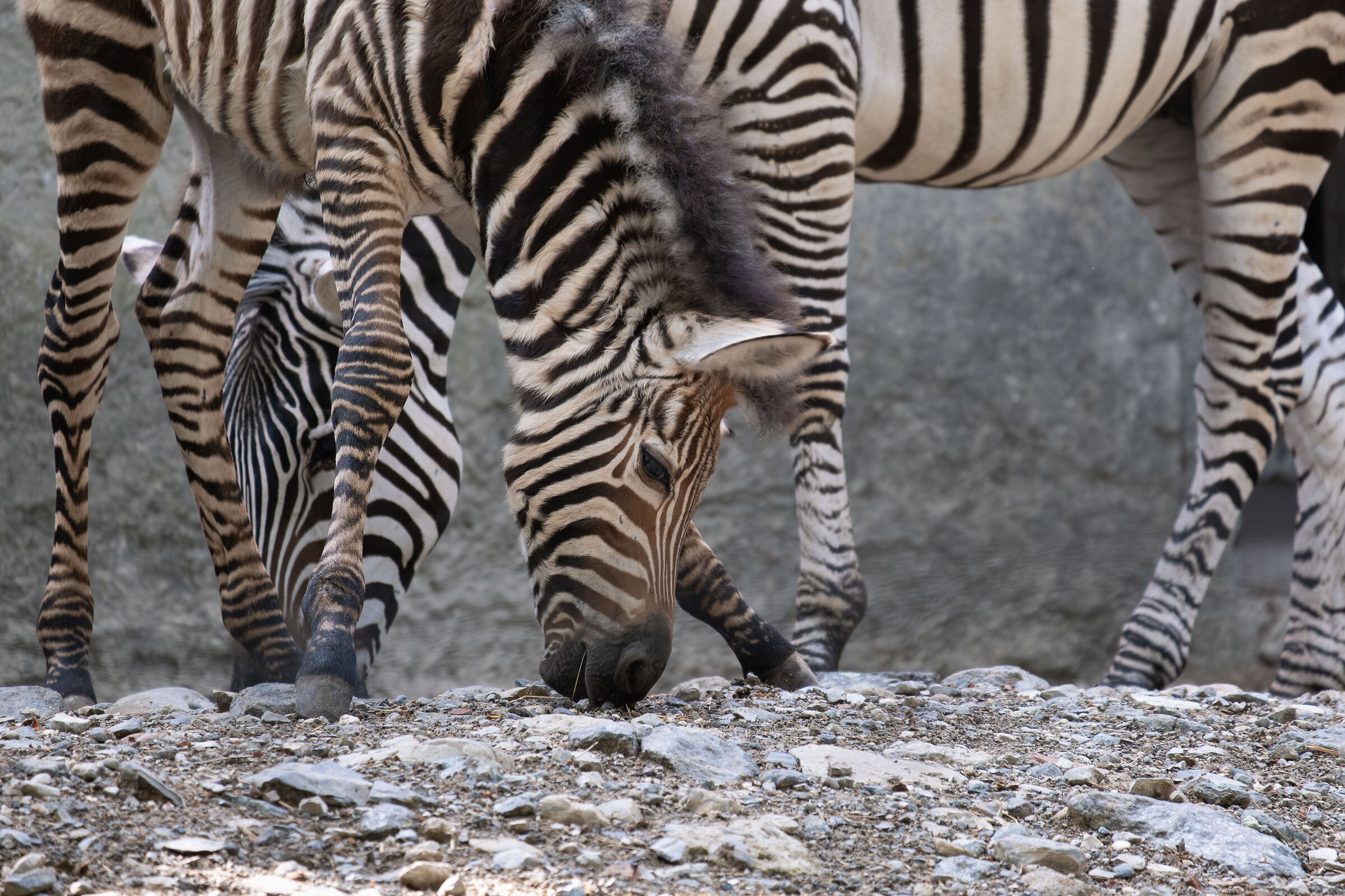 Safari for the poor at Zoo 1