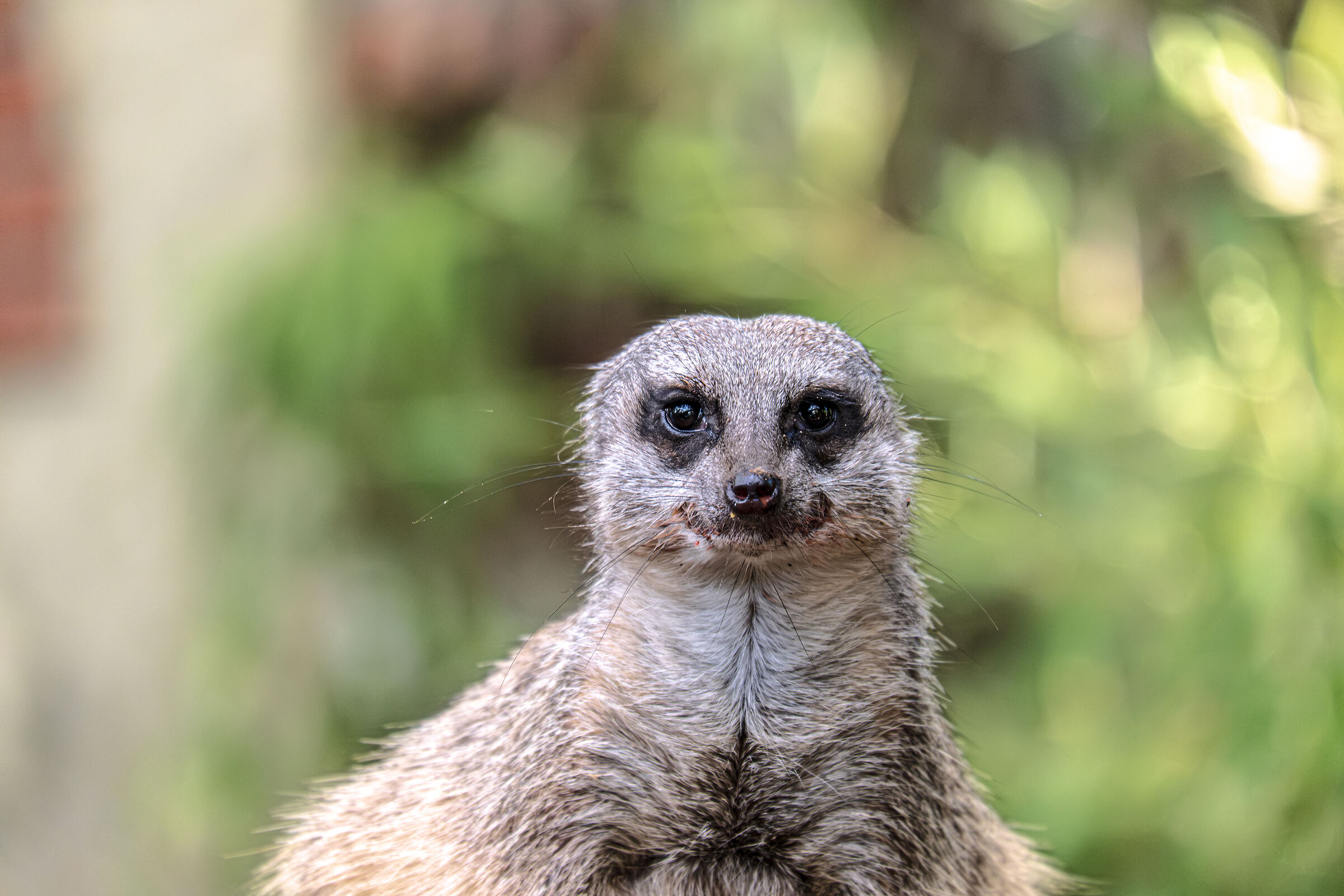 Safari per poveri allo zoo 2
