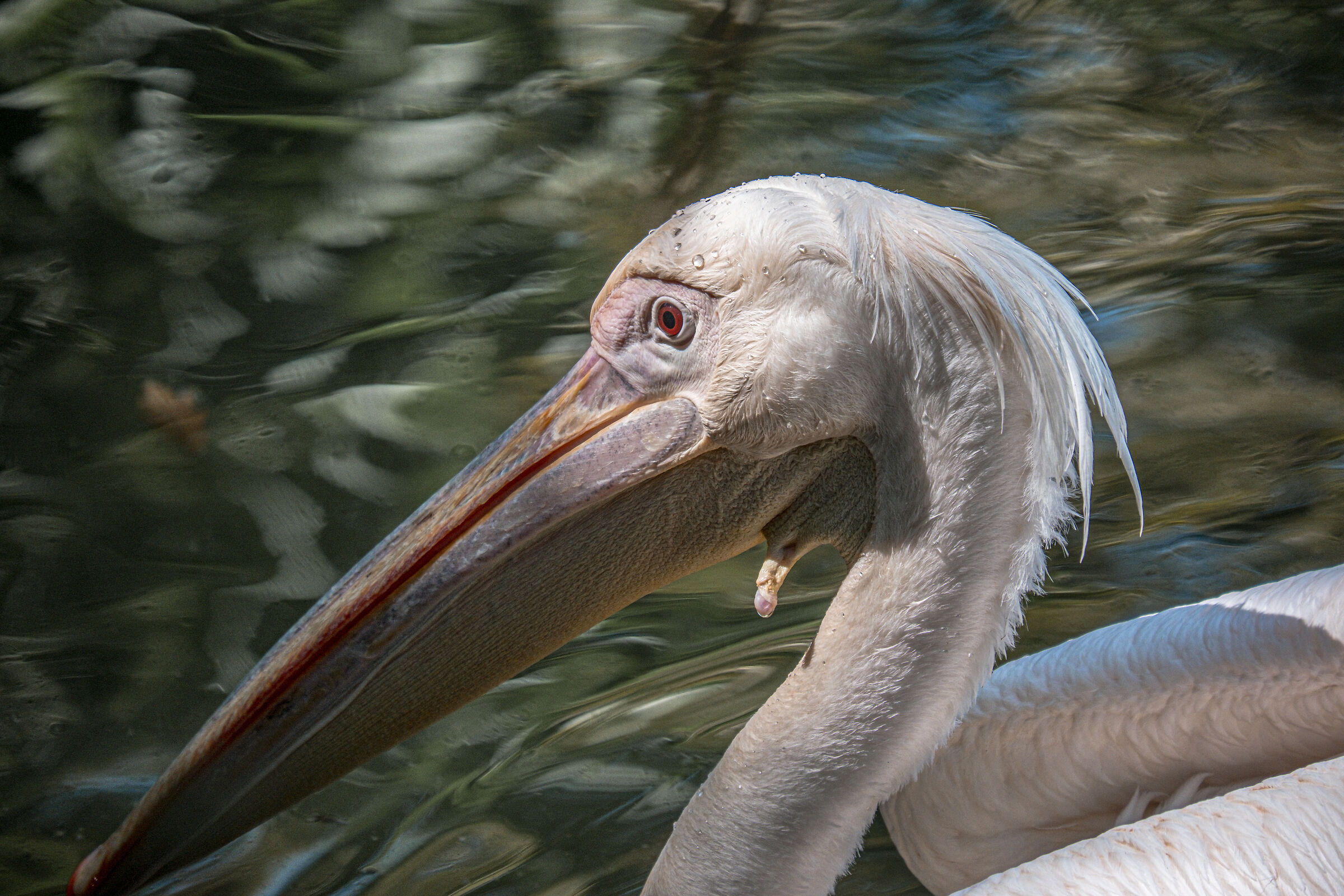 Safari per poveri allo zoo 5