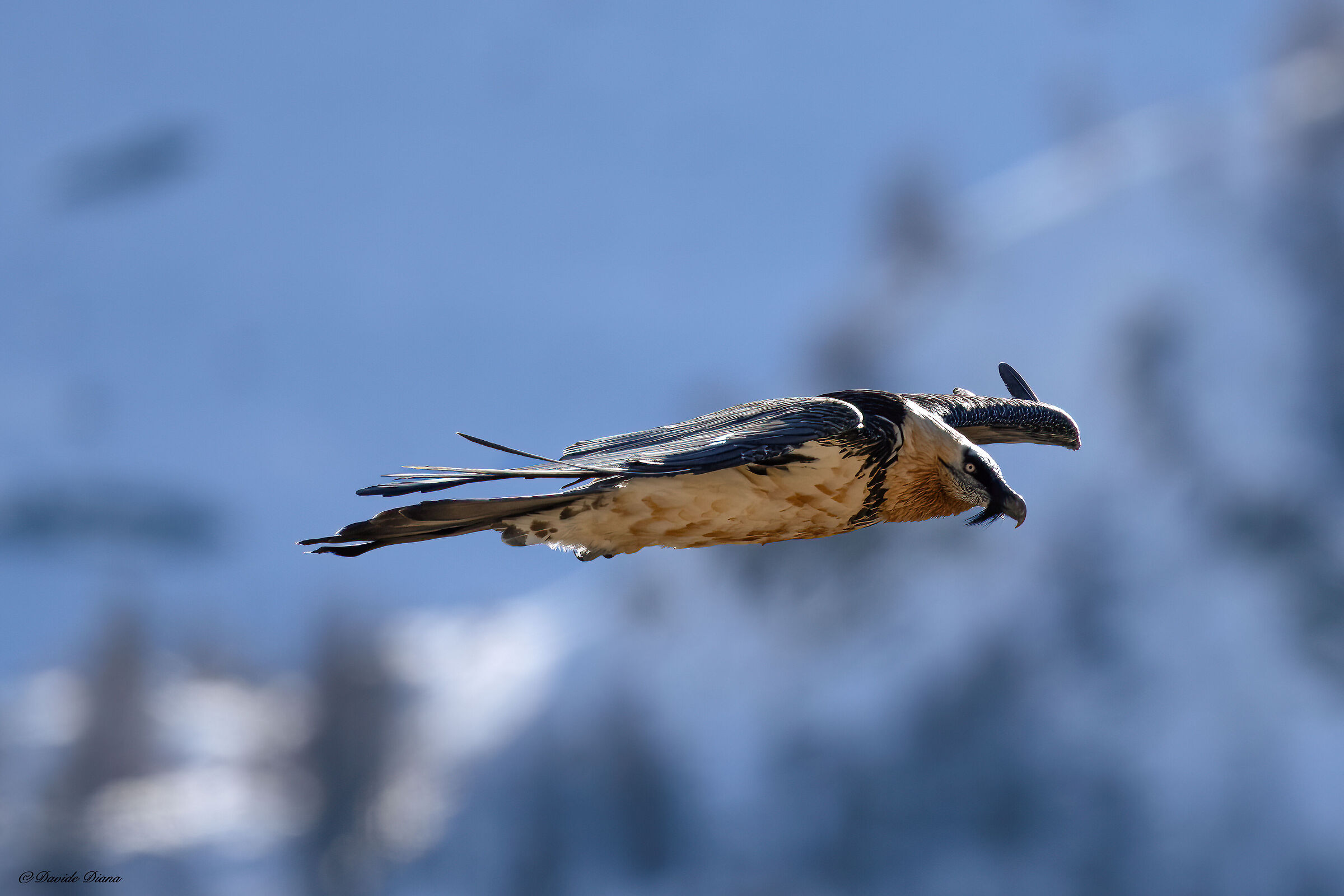 Gypaetus barbatus - Gran Paradiso National Park