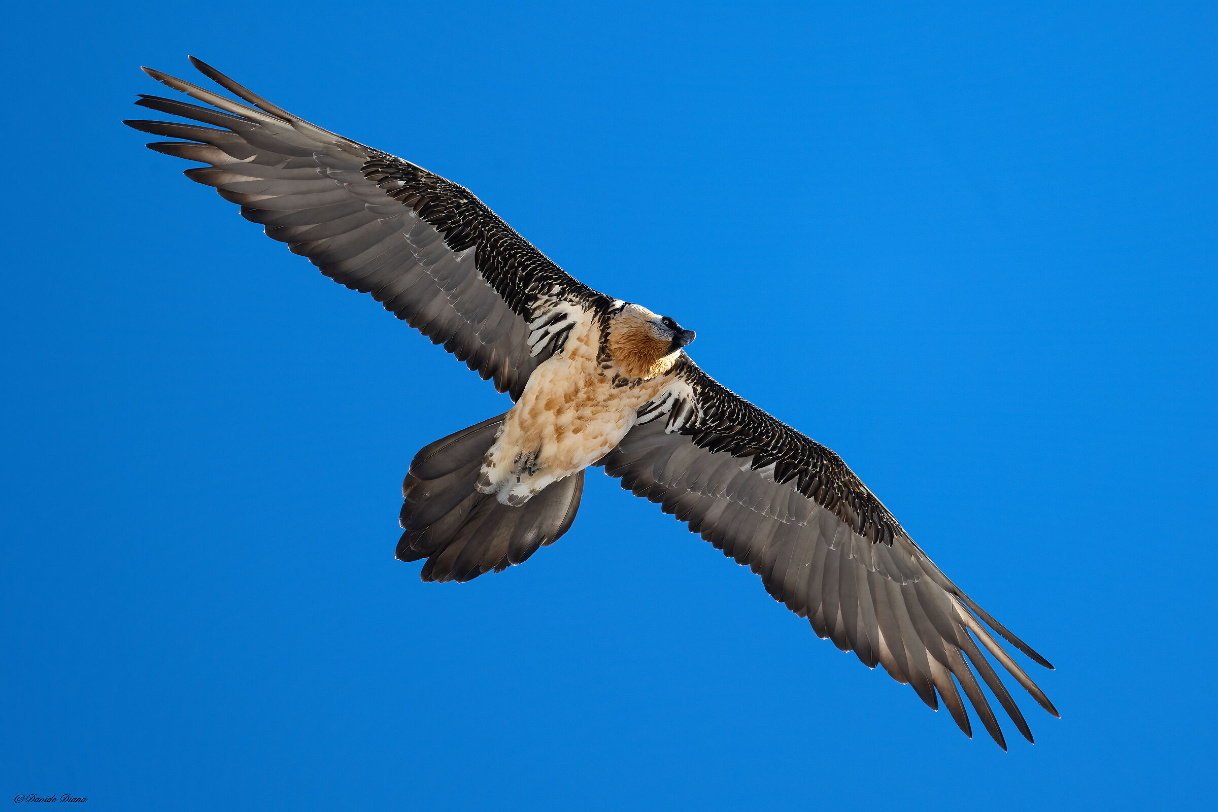 Gypaetus barbatus - Gran Paradiso National Park