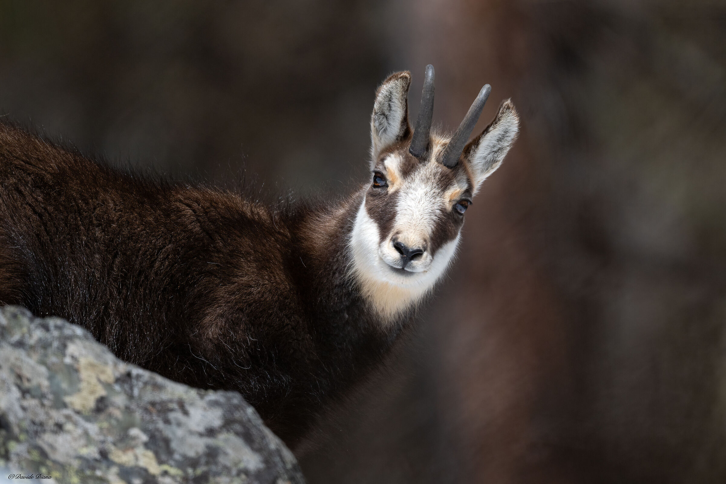 Chamois - Gran Paradiso National Park