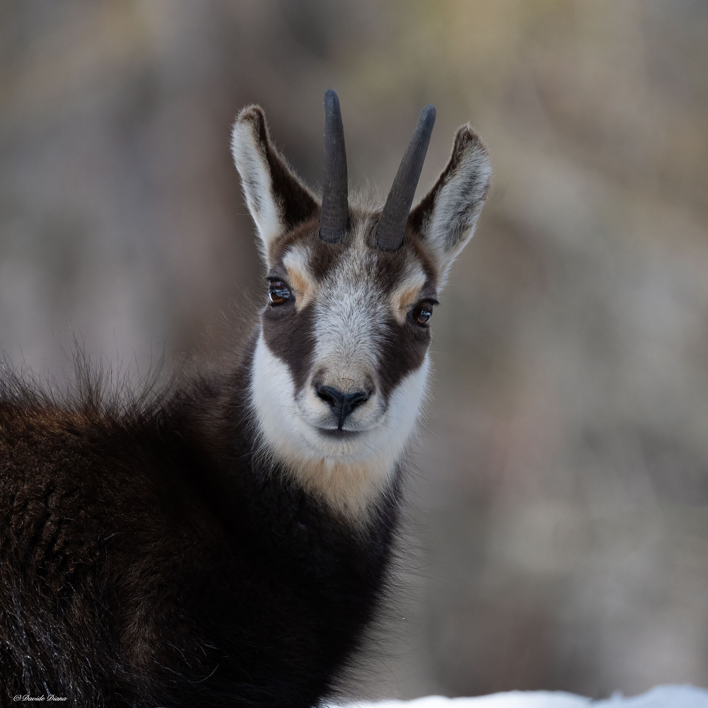 Chamois - Gran Paradiso National Park