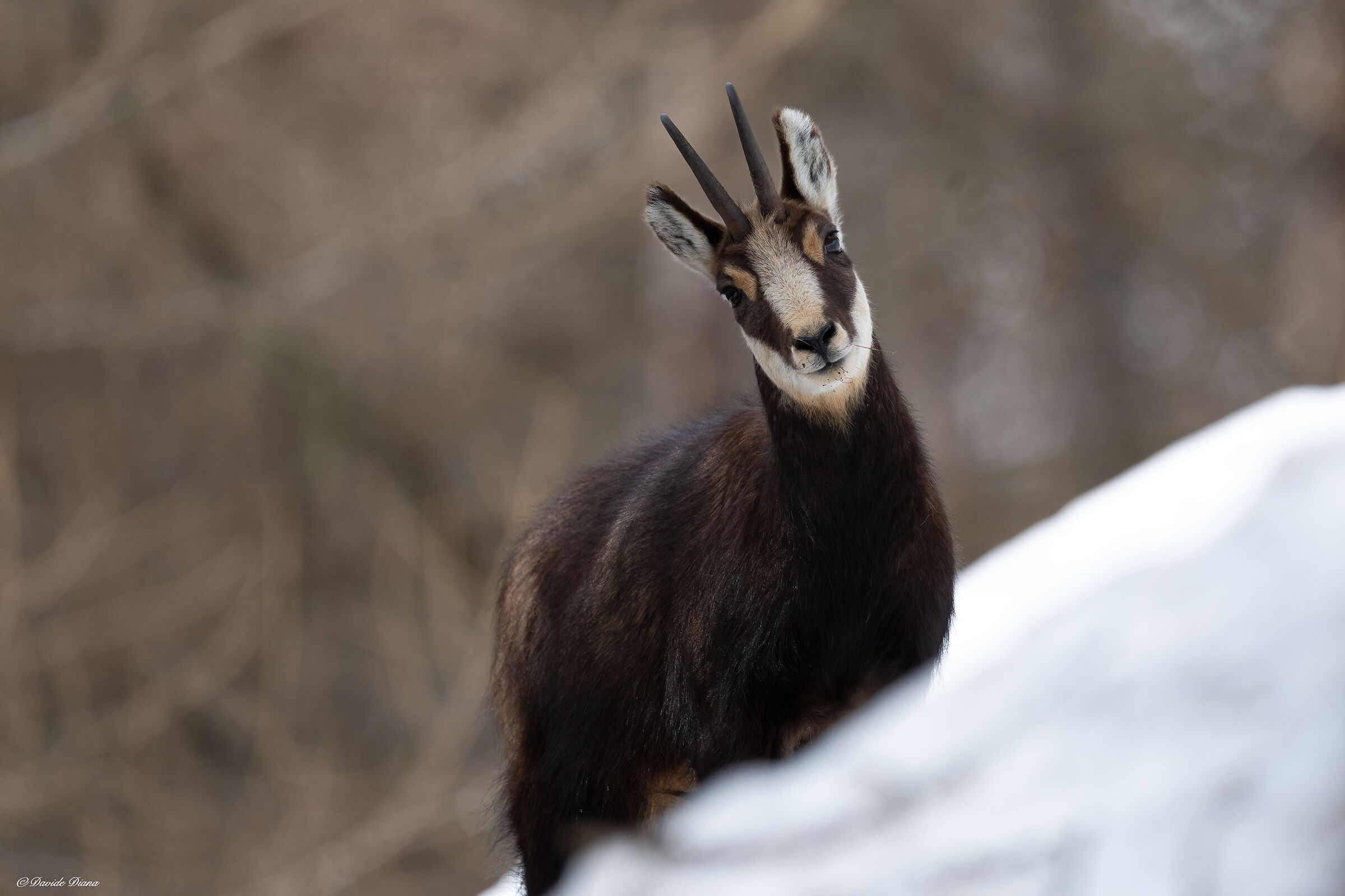 Chamois - Gran Paradiso National Park