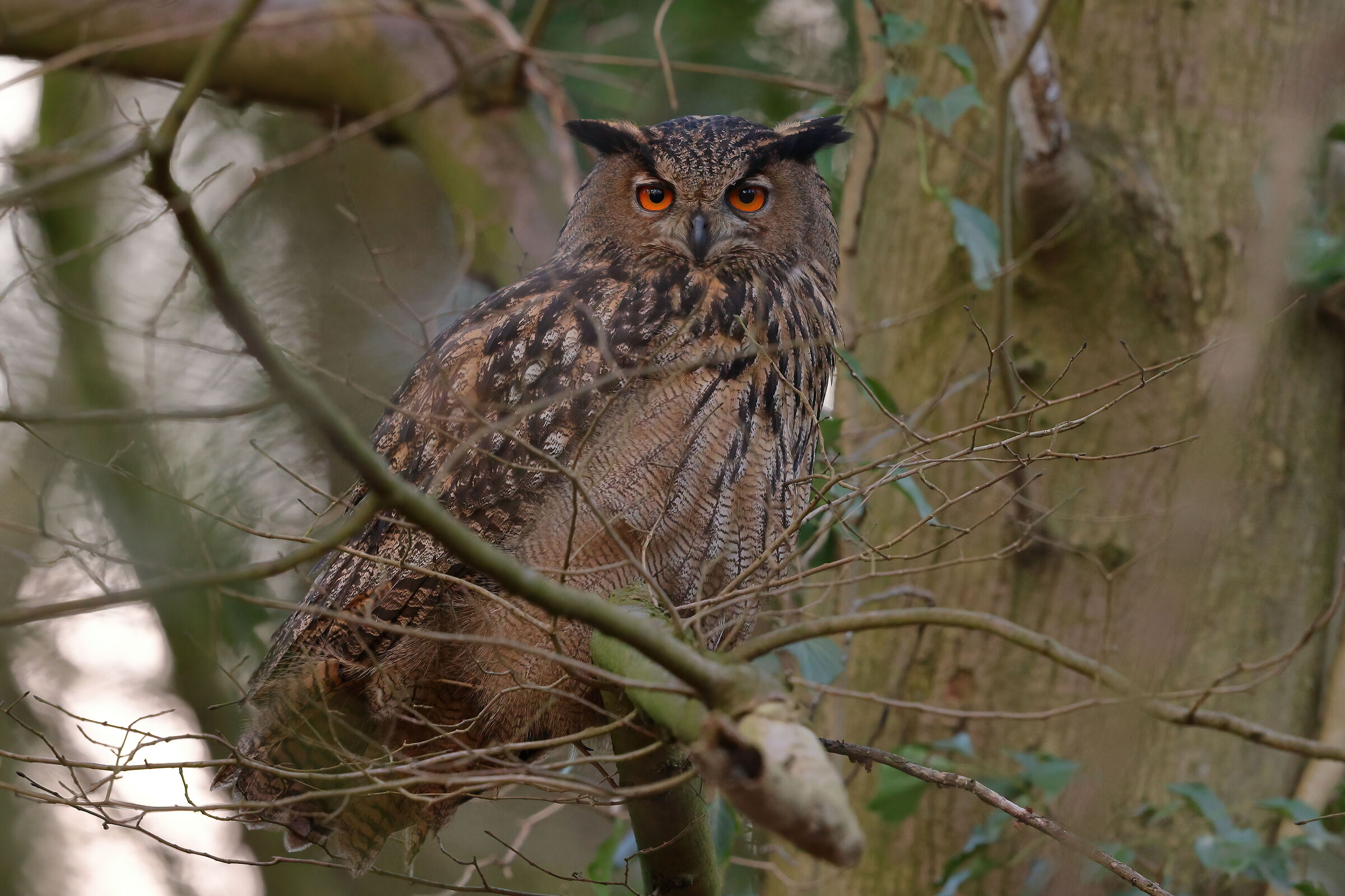 Eagle owl