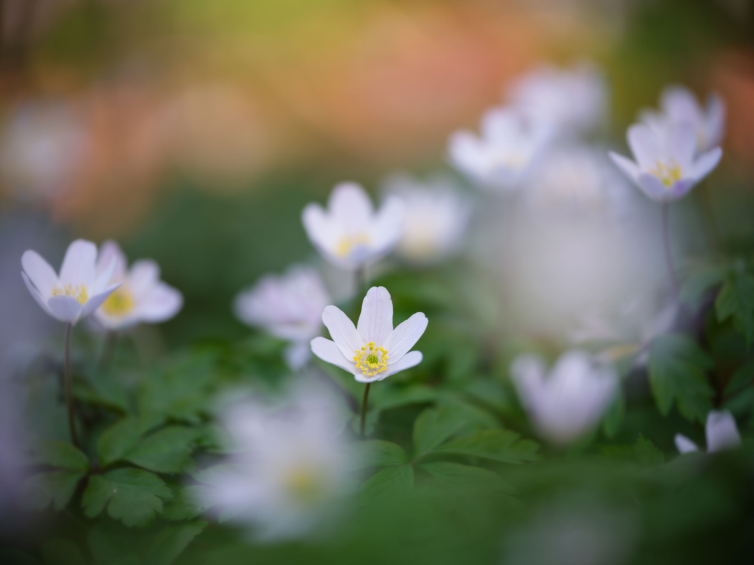 Anemone nemorosa