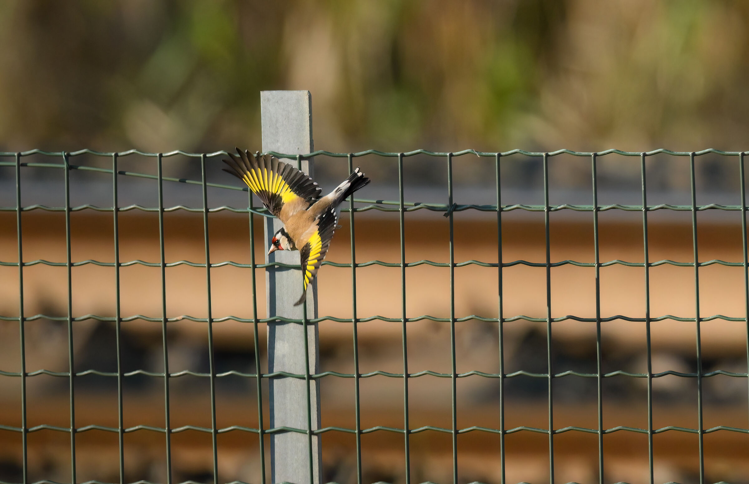 Goldfinch