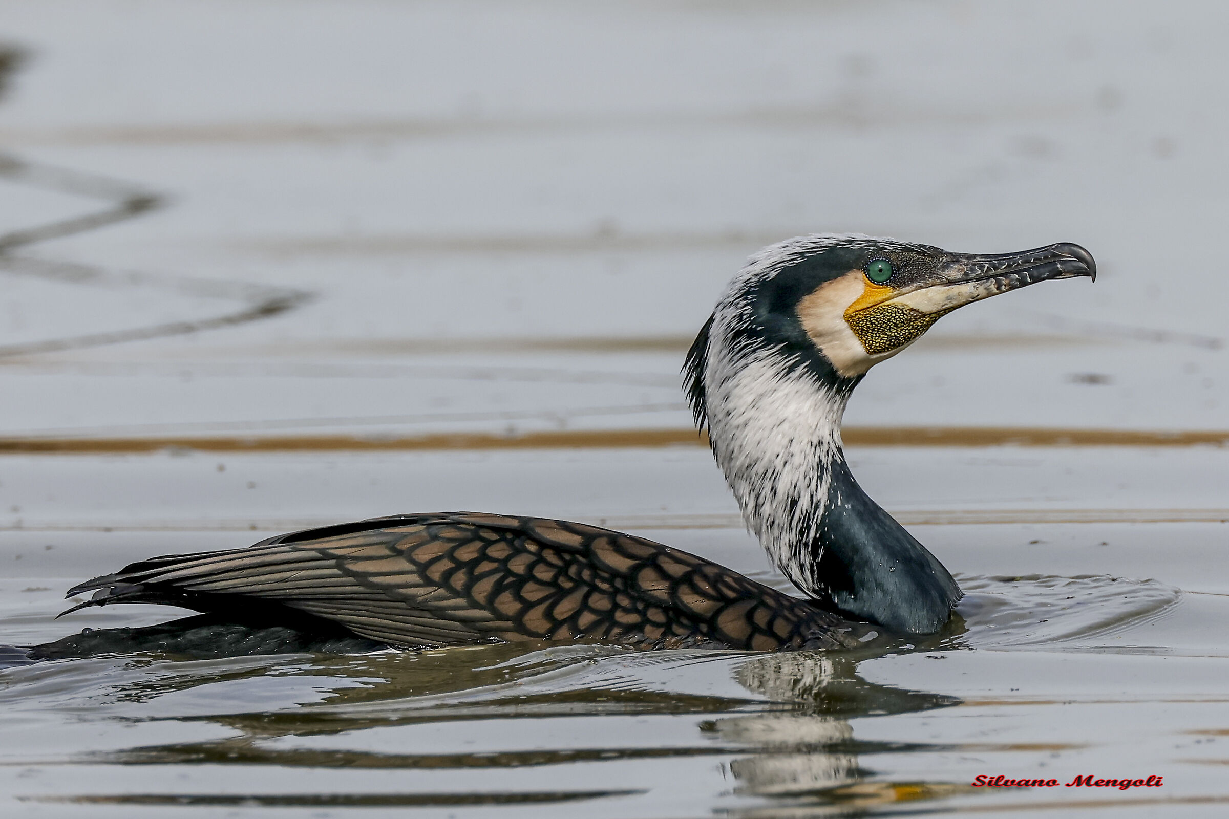 Cormorant