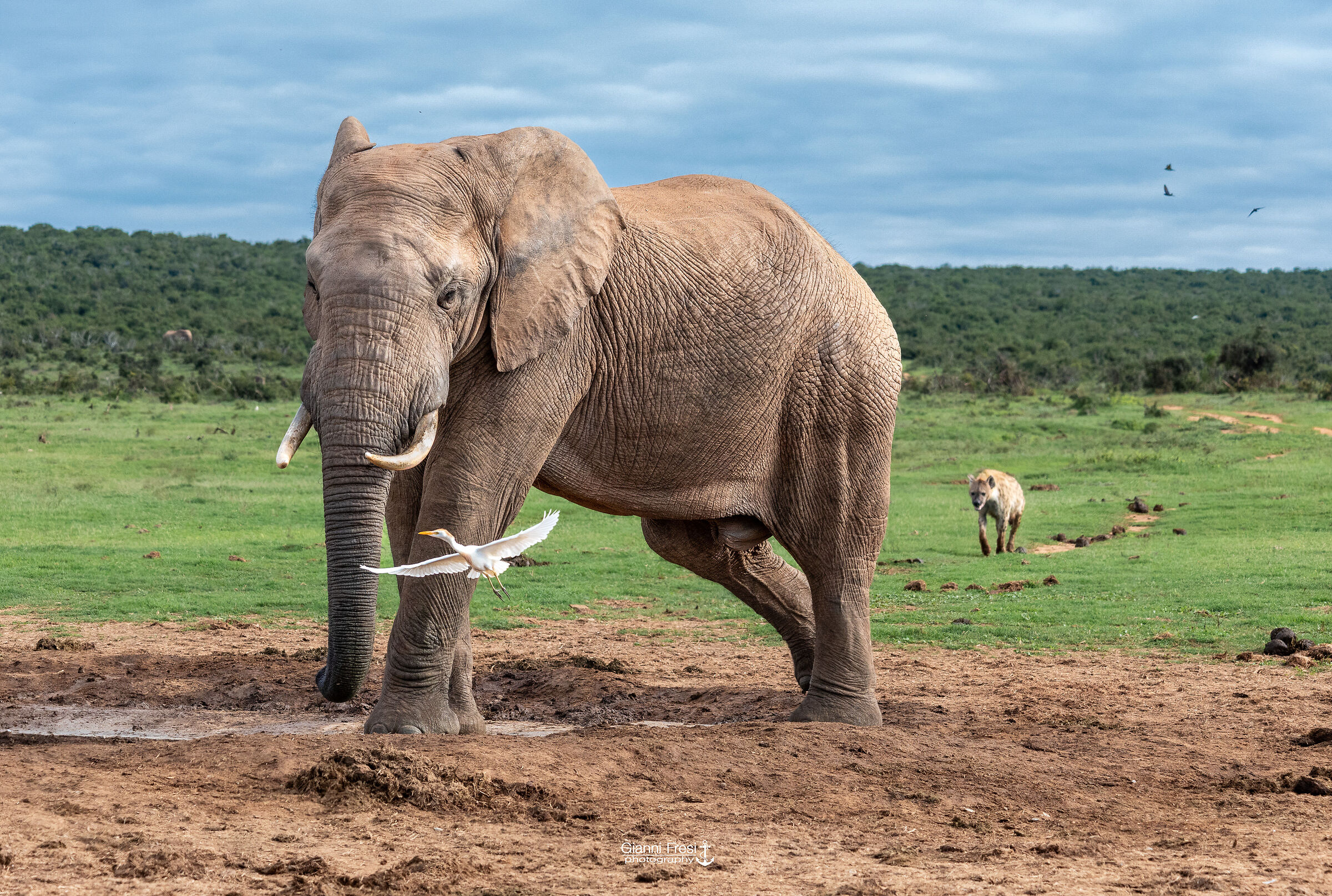 Elephant hunted from its pool