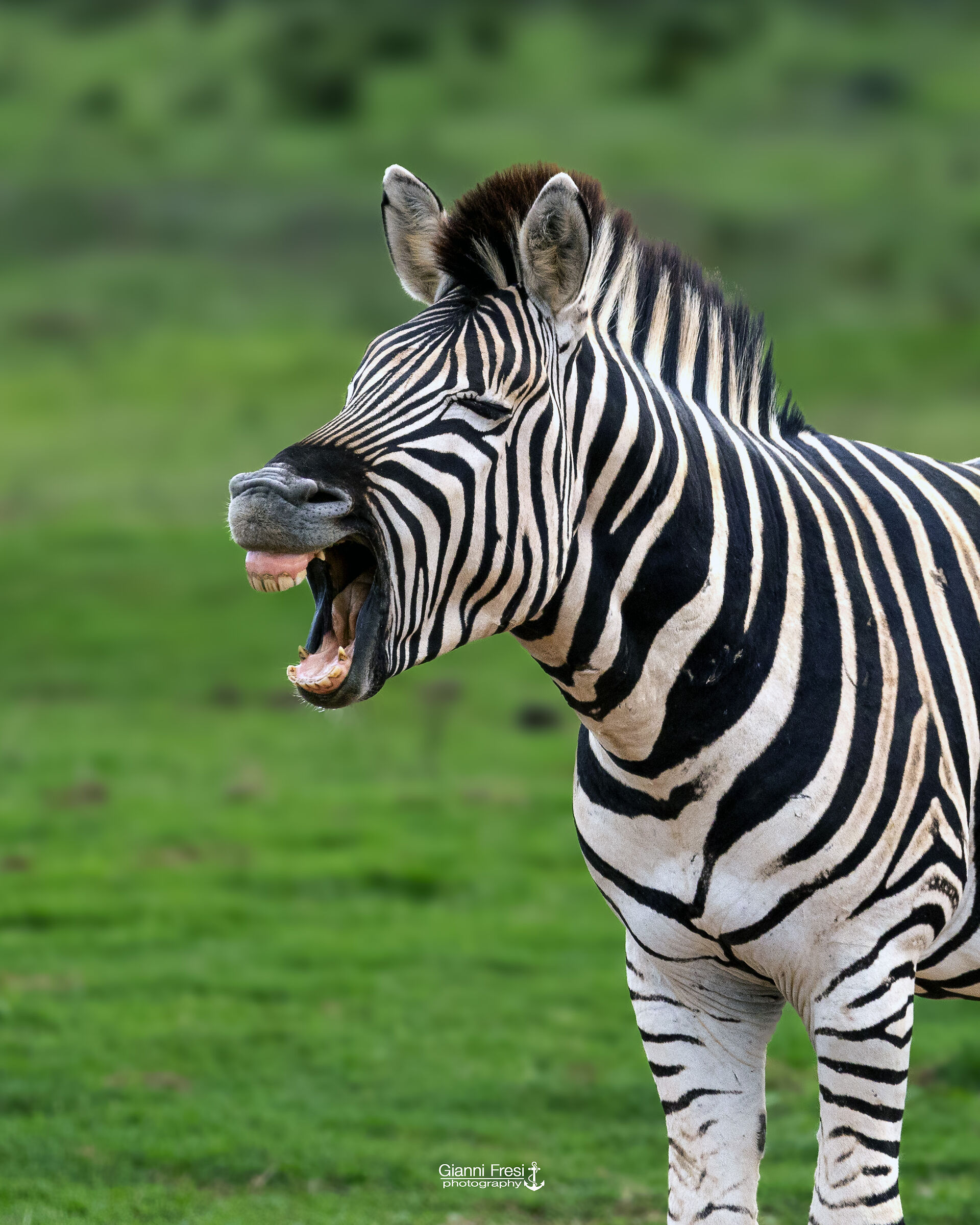 Zebra ridens