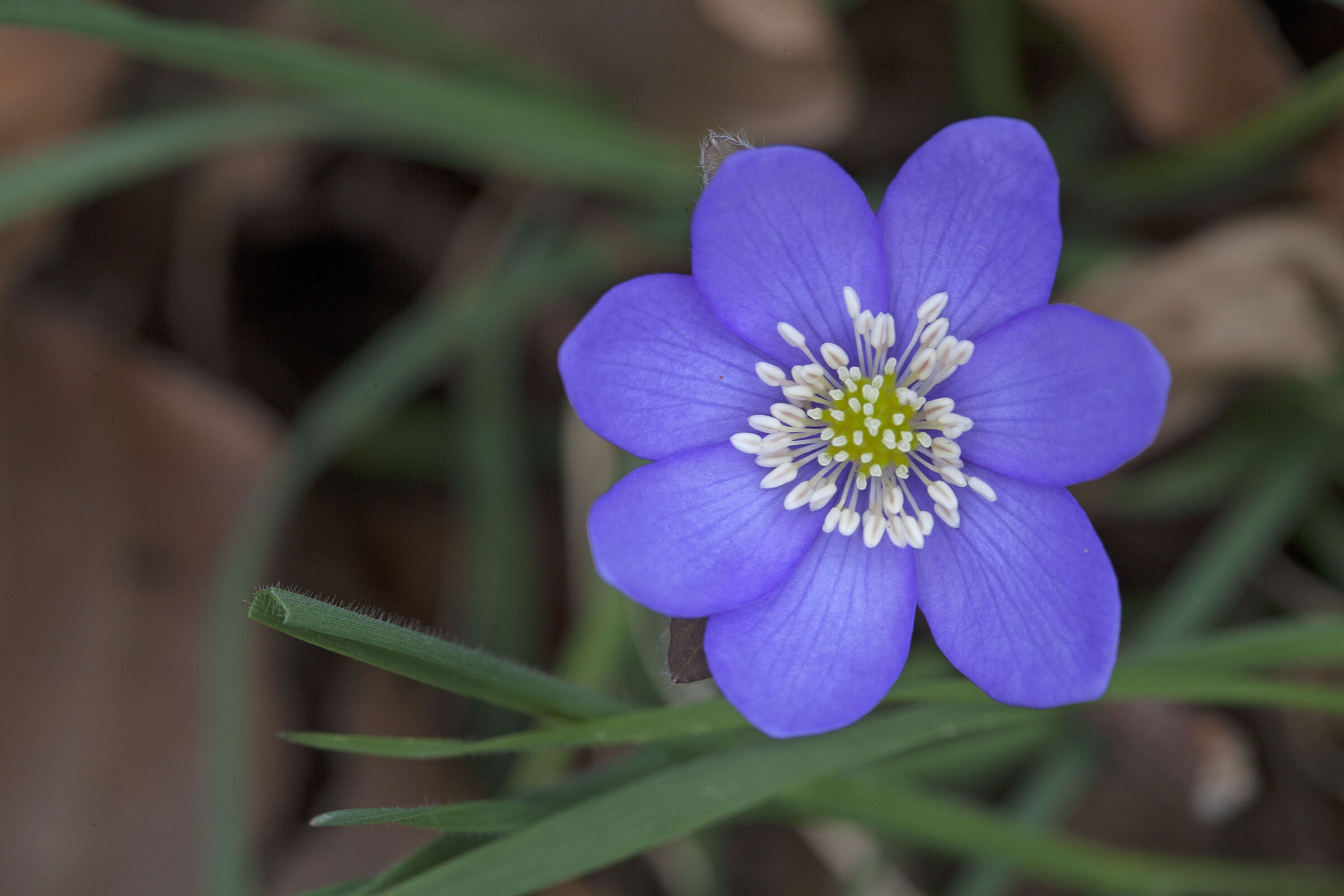 Hepatica Nobilis