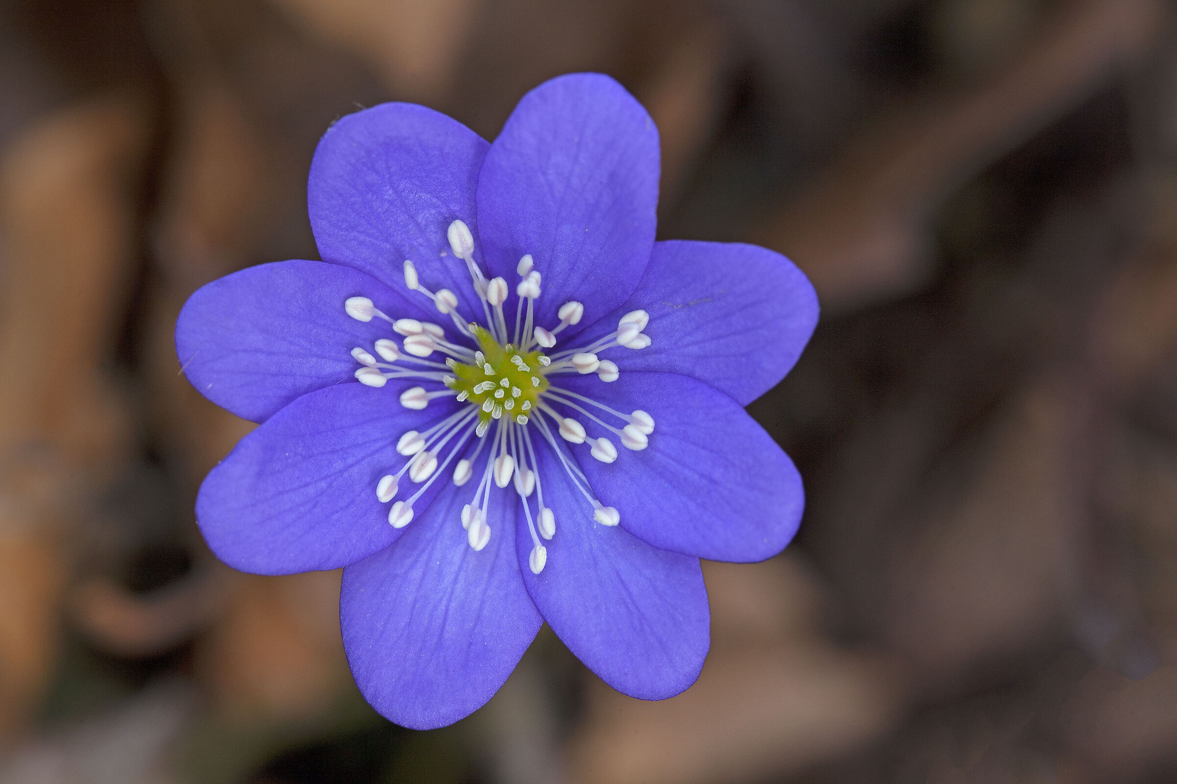 Hepatica Nobilis