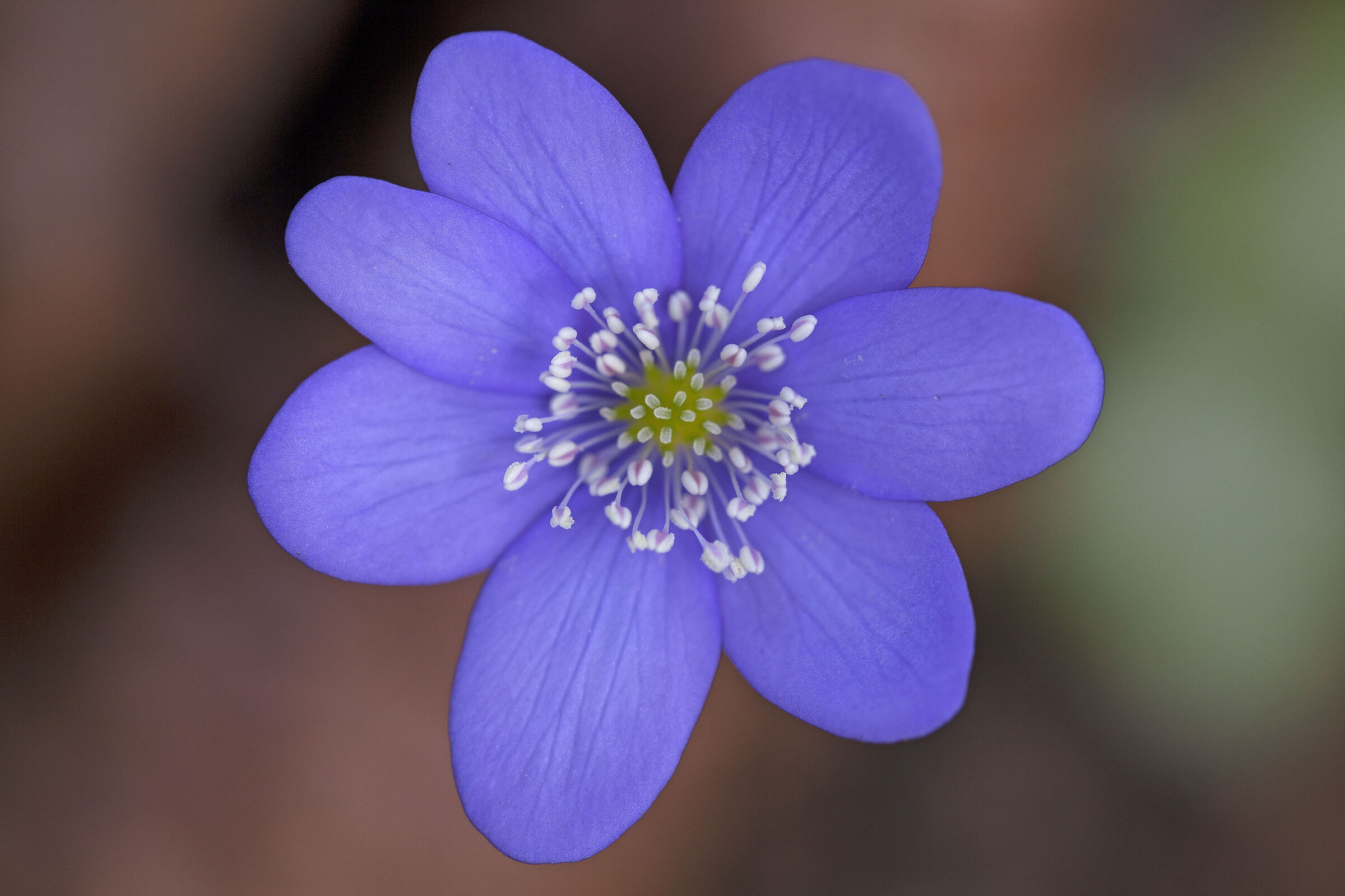 Hepatica Nobilis